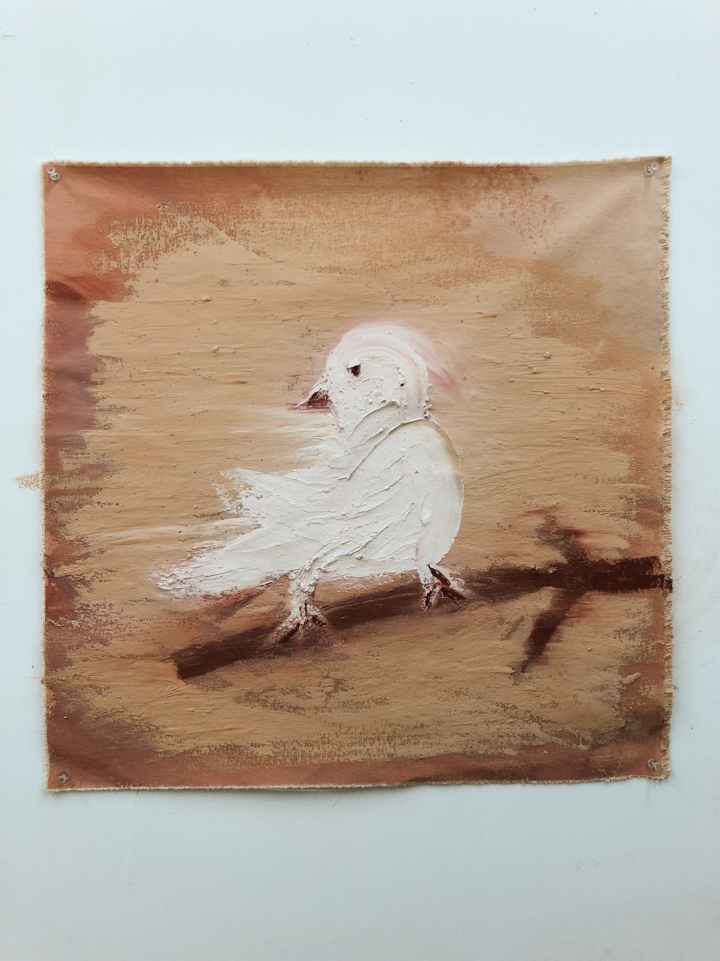 Bird with Albinism