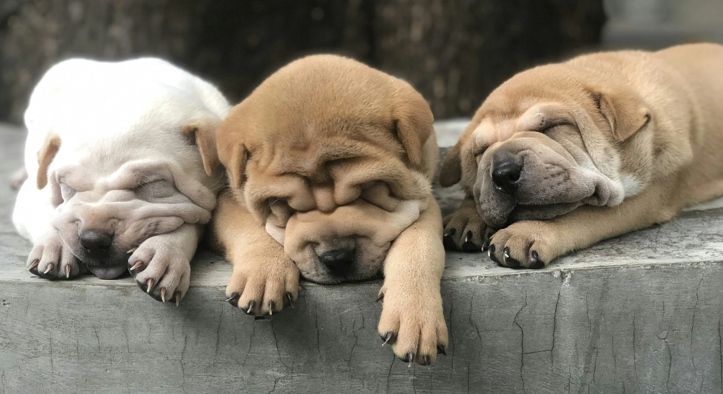 ARE YOU SPECIAL? SHOULD TECH EDITORS SPECIALIZE?