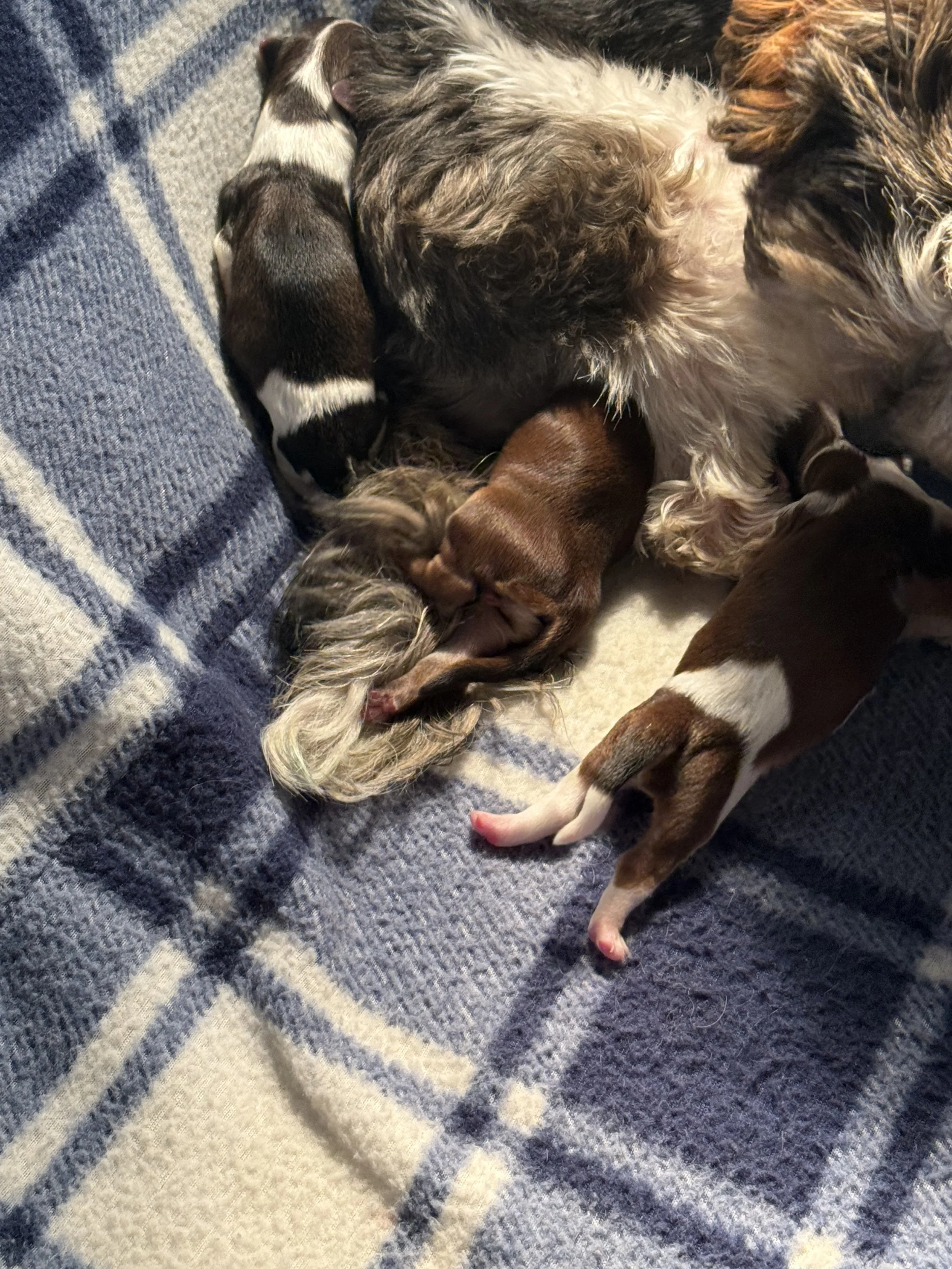 IMG_0208.jpeg