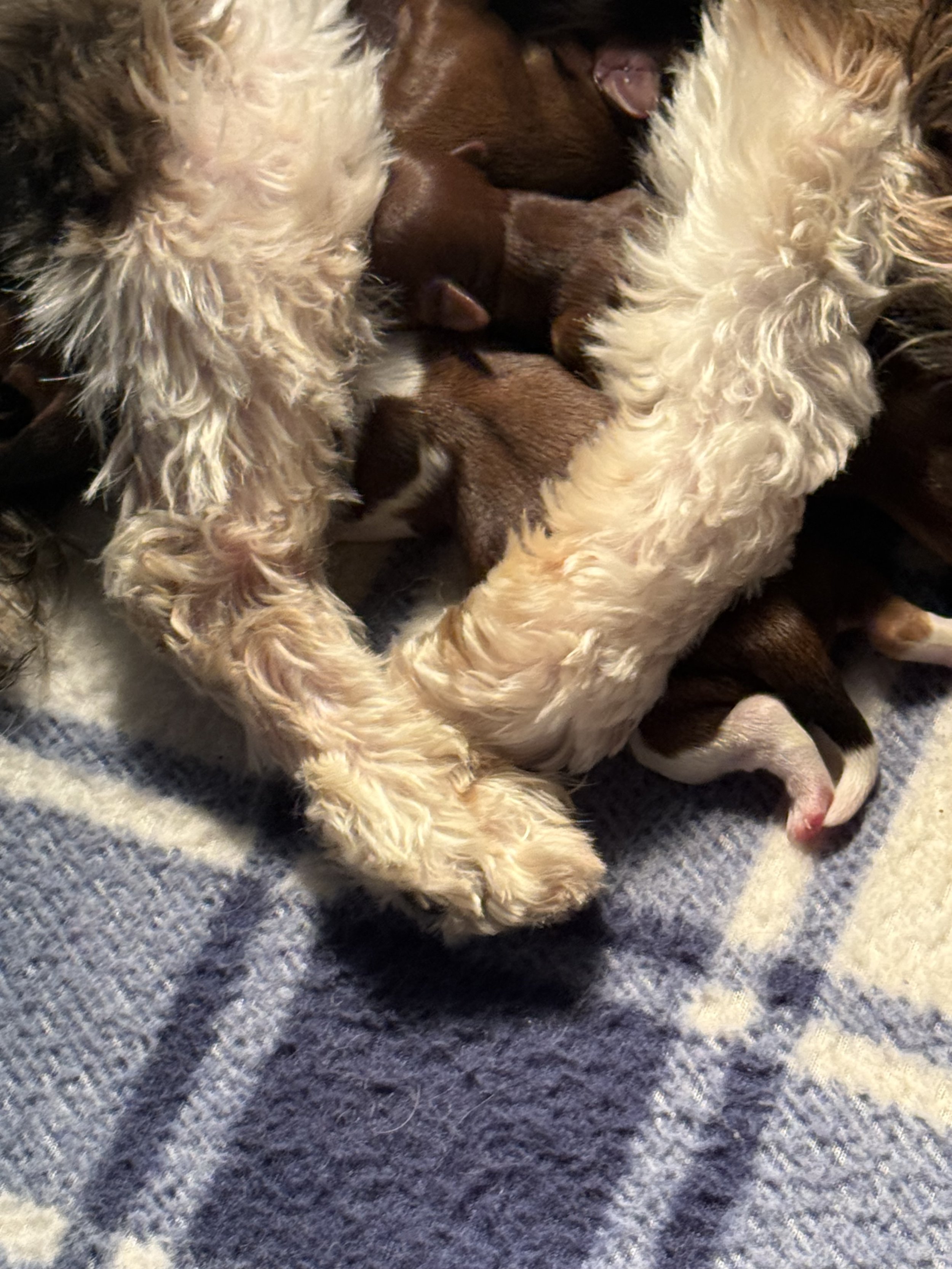 IMG_0209.jpeg