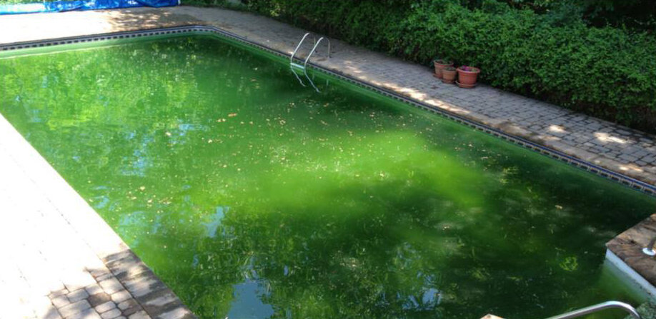 Green pool before