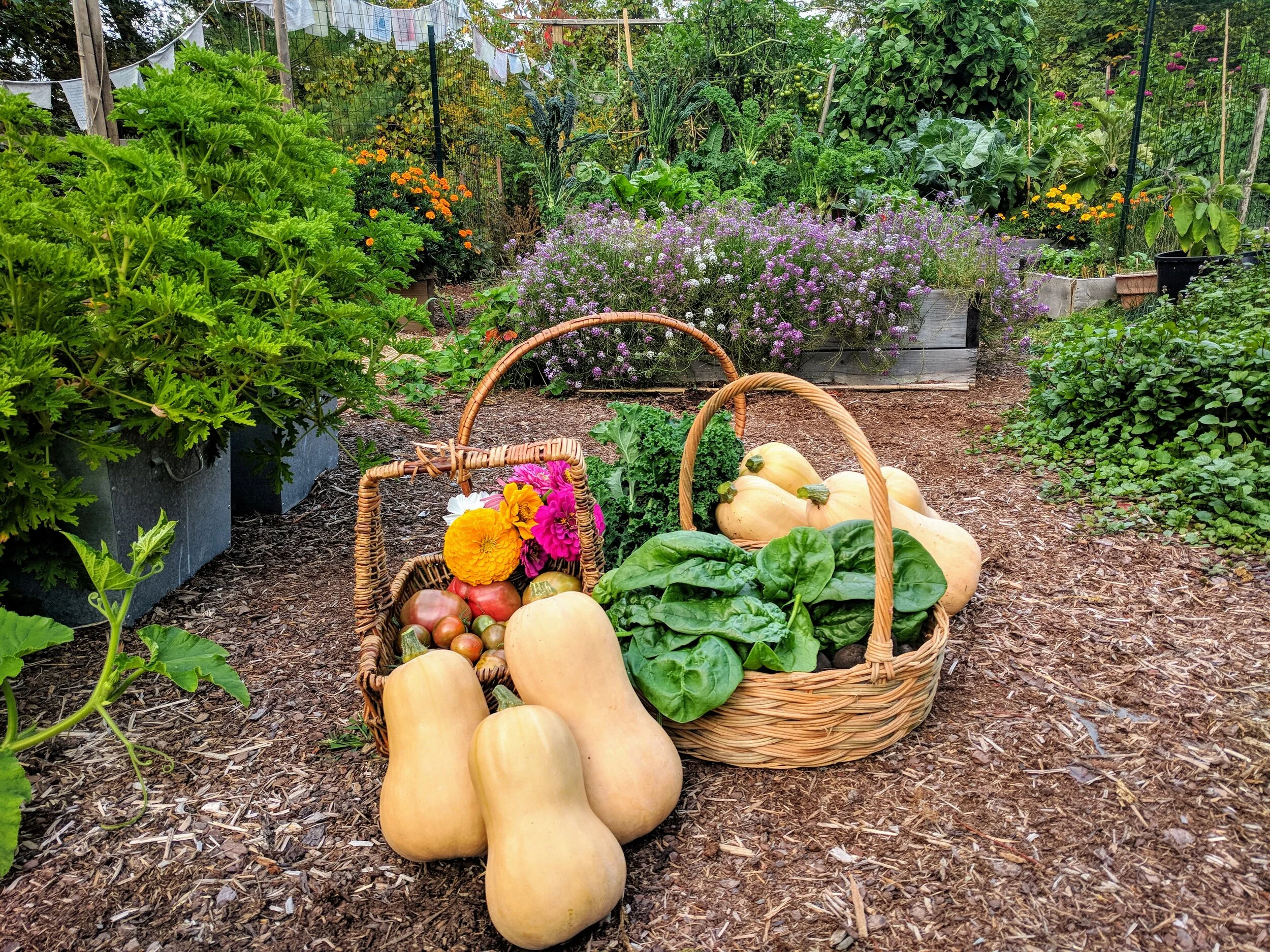 Vegetable Gardening Basics