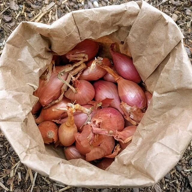 My first attempt at growing shallots! They arrived from Kentucky today since our local suppliers seem to be sold out everywhere! 😔 First toilet paper, now onion sets. What's next?? #quaratinegardening #growyourownfood