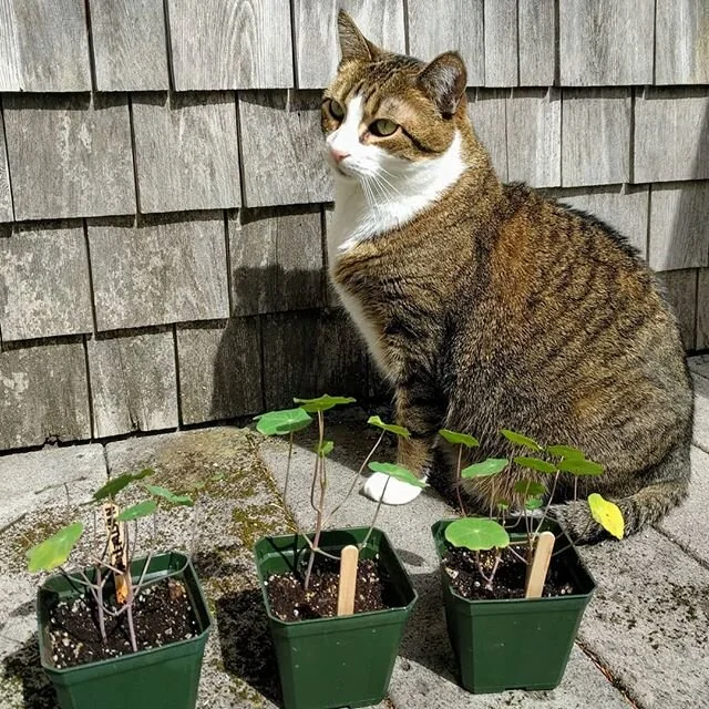 Seedling guardian or destroyer? Only time will tell...