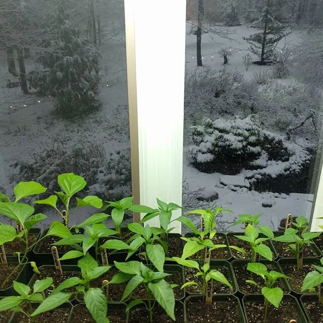 WTF!? Guess these babies are staying inside a bit longer.... #gardeninginvermont #thirdwinter