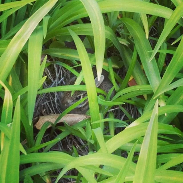 Some baby bunnies are living in our lilies. Cutest. Thing. Ever.