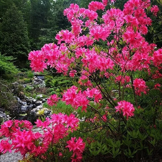 Can't get enough of these springtime blooms 😍