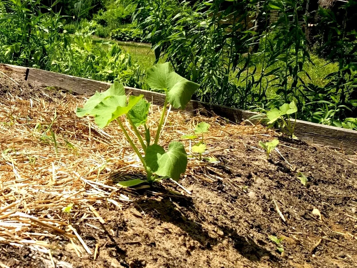 Starting a Pumpkin Patch from Scratch