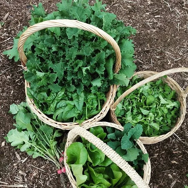 Bringing in the green today!!! #gardentotable #whoscomingtodinner #ineedmorebaskets