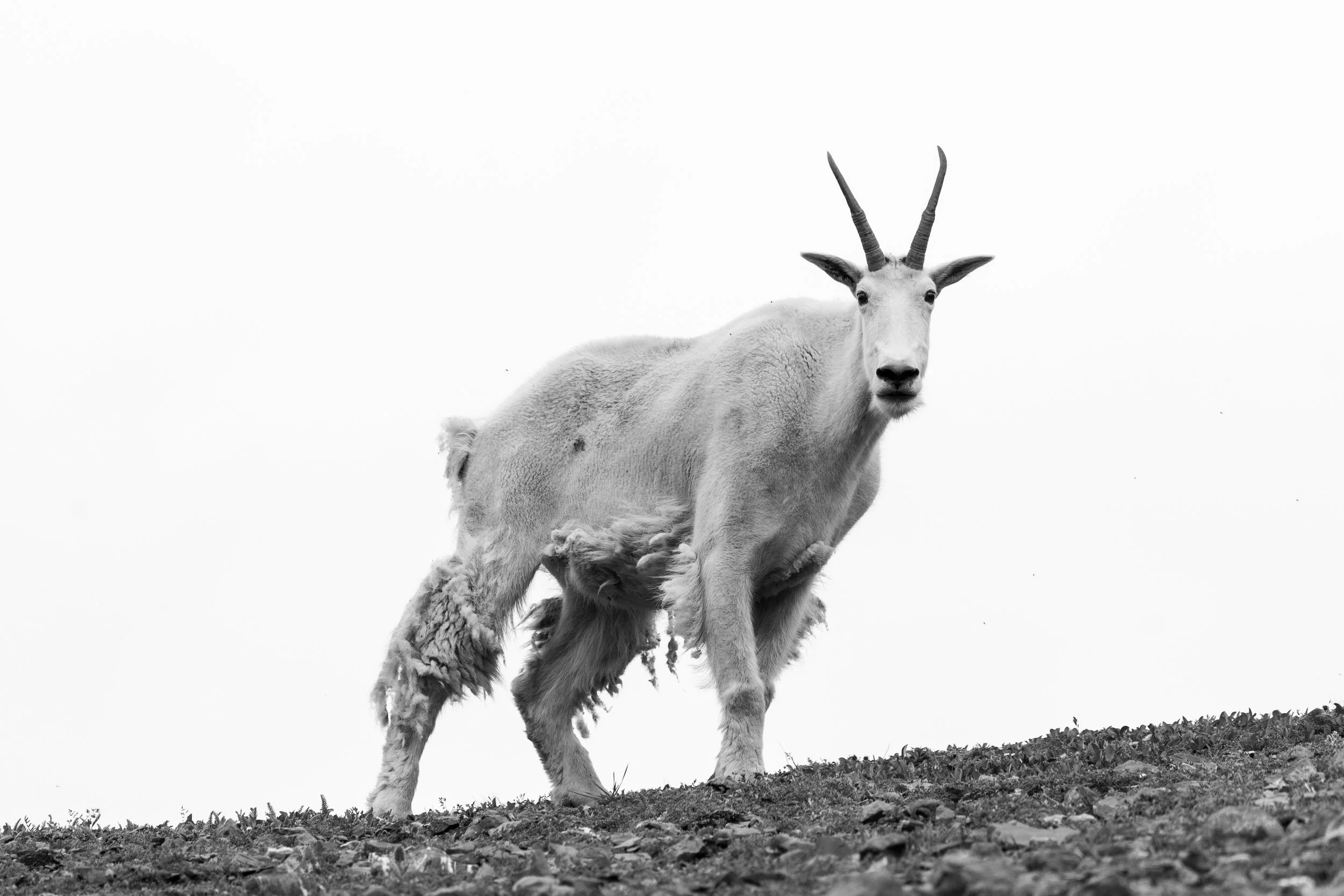 Mountain Goat B&W (1 of 2).jpg