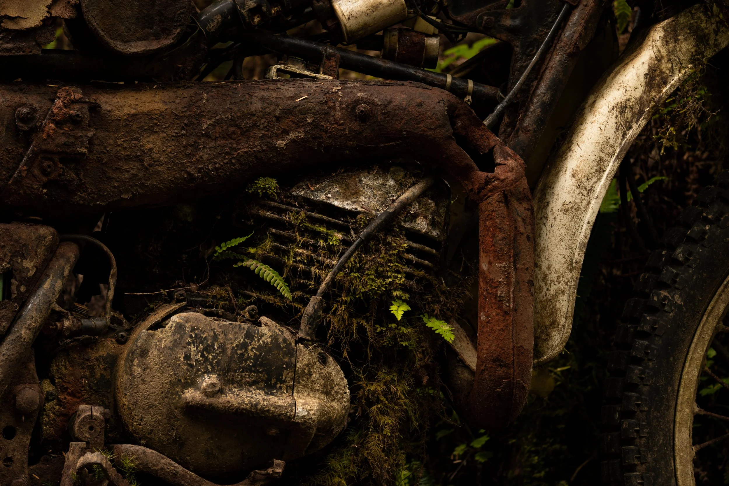 Mossy Bike-2.jpg
