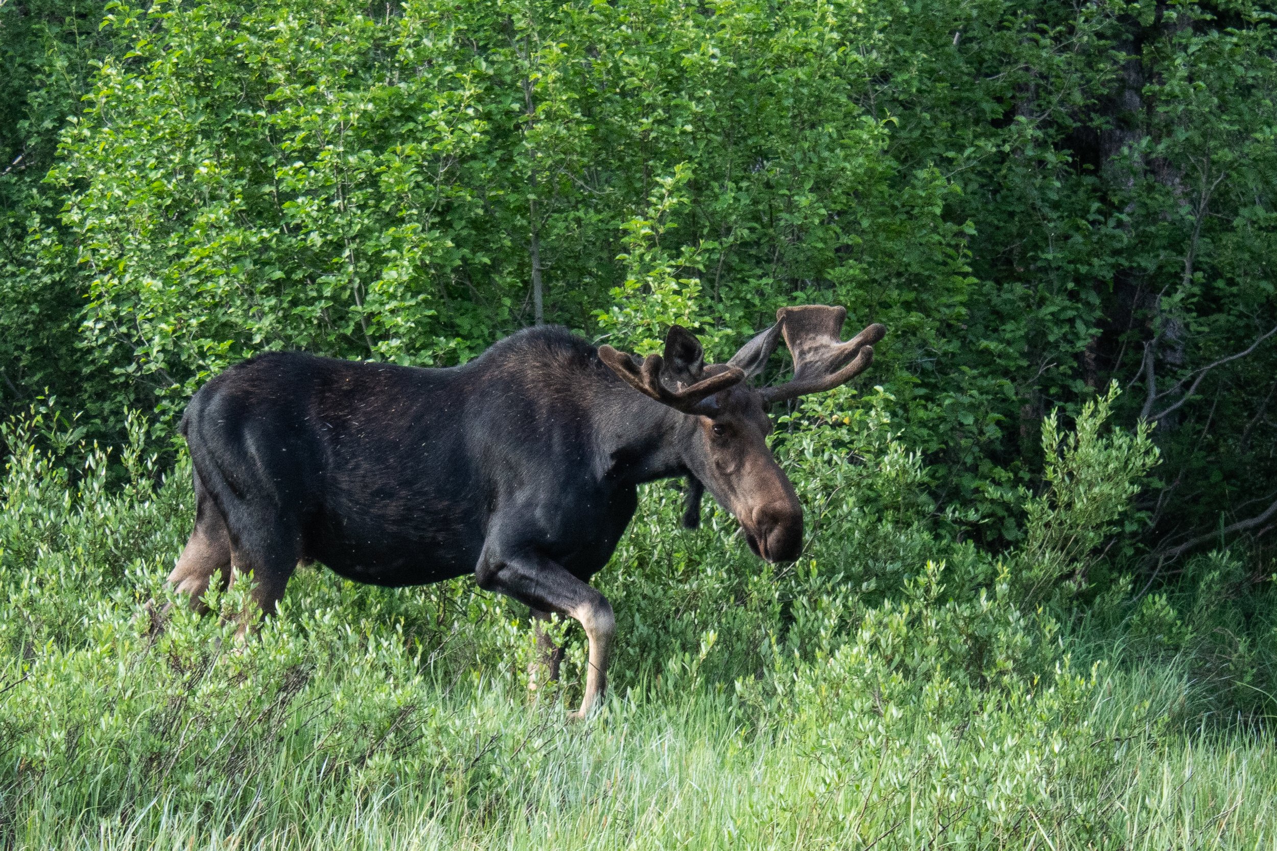 mooses-8.jpg