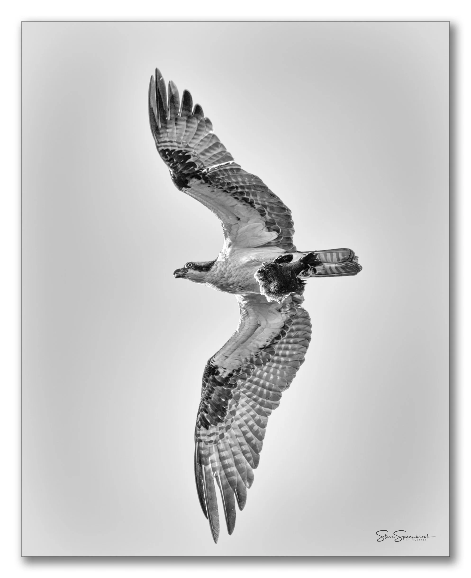 Osprey with Catch_POTW (1 of 1).jpg