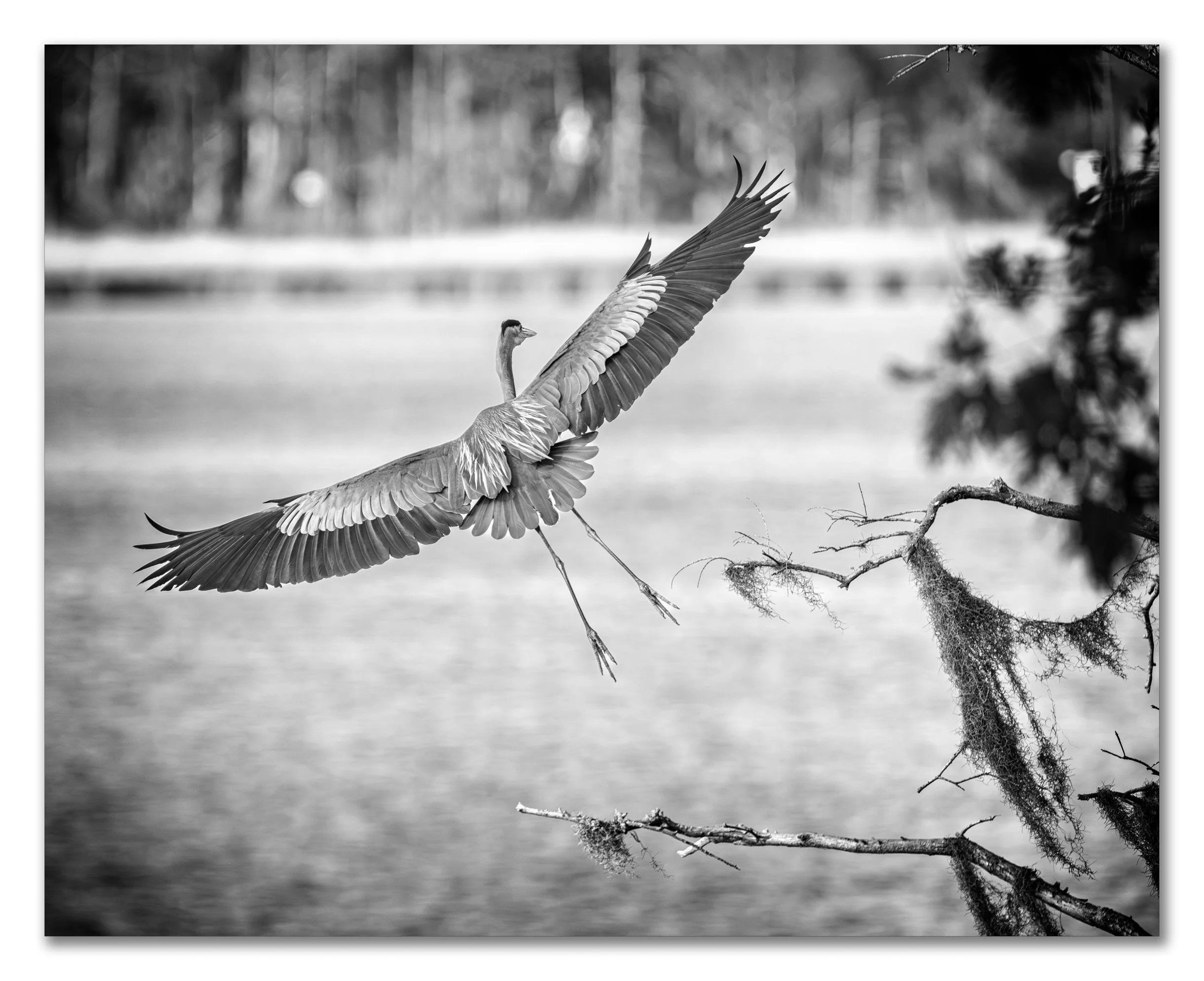 Heron on Final Approach-SG (1 of 1).jpg