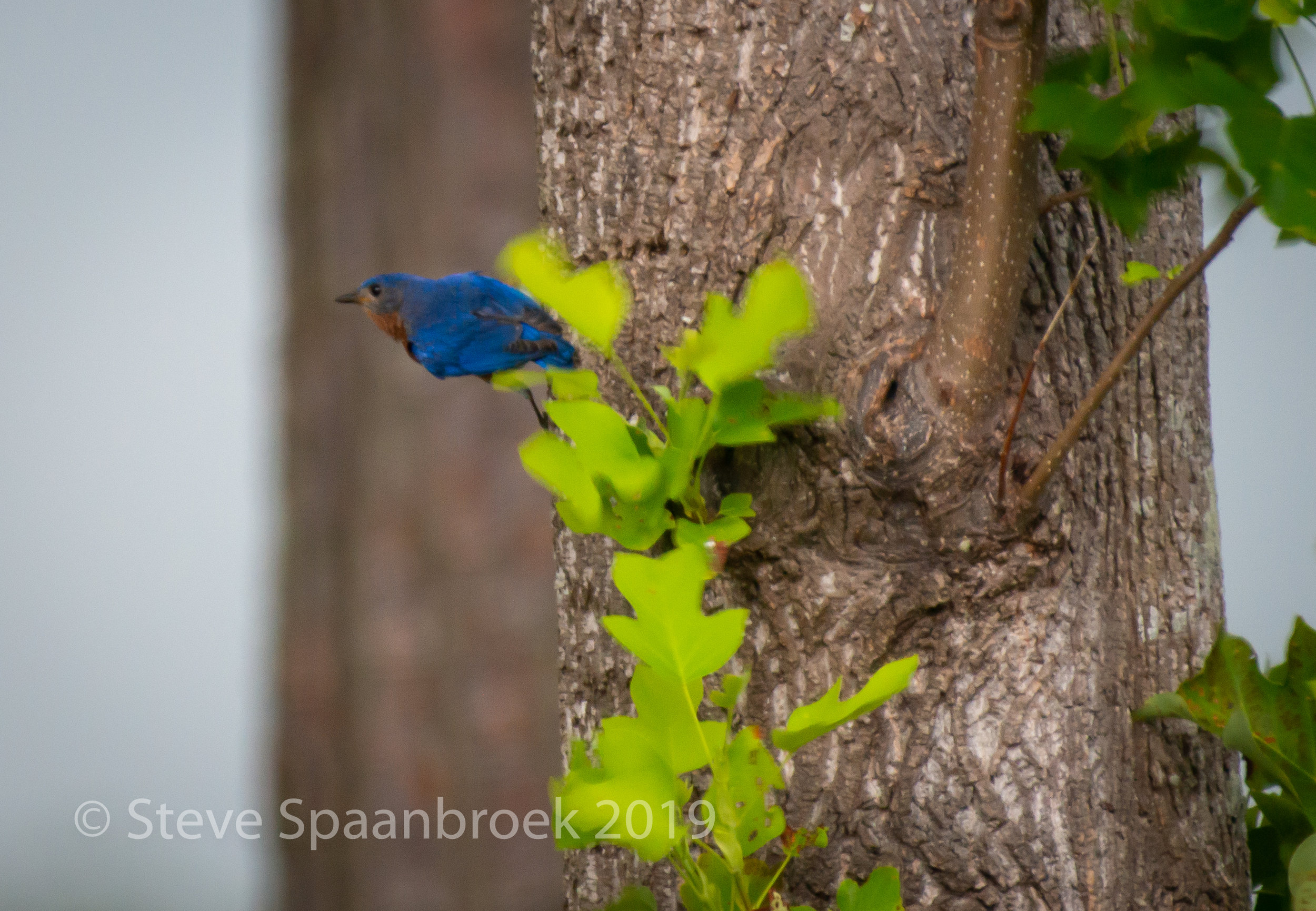 BlueBird-1.jpg