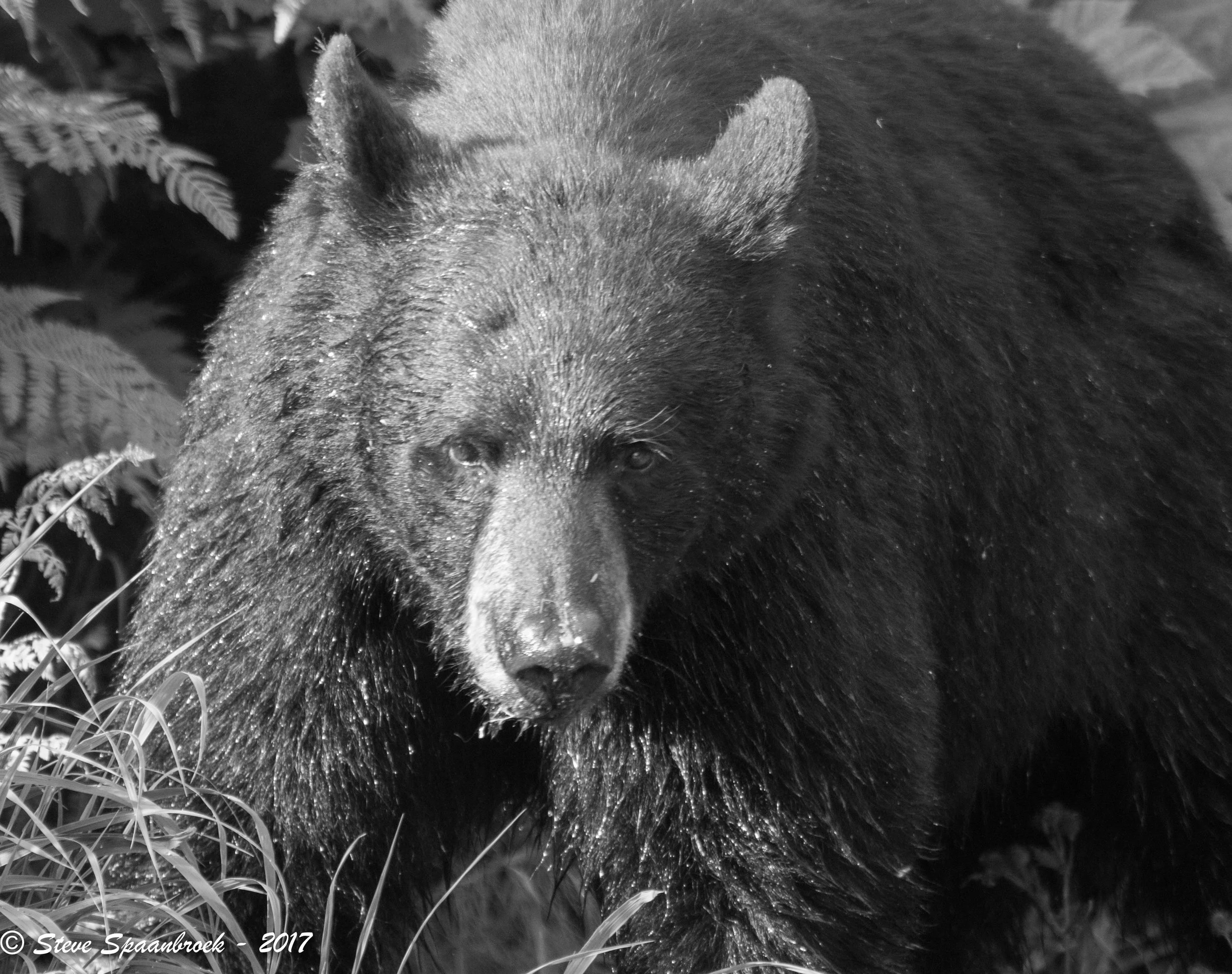 BlackBear2.jpg