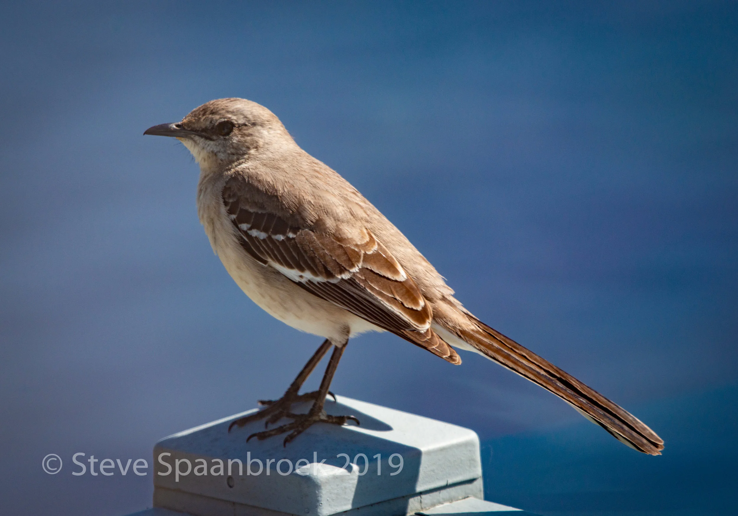 MockingBird-1.jpg