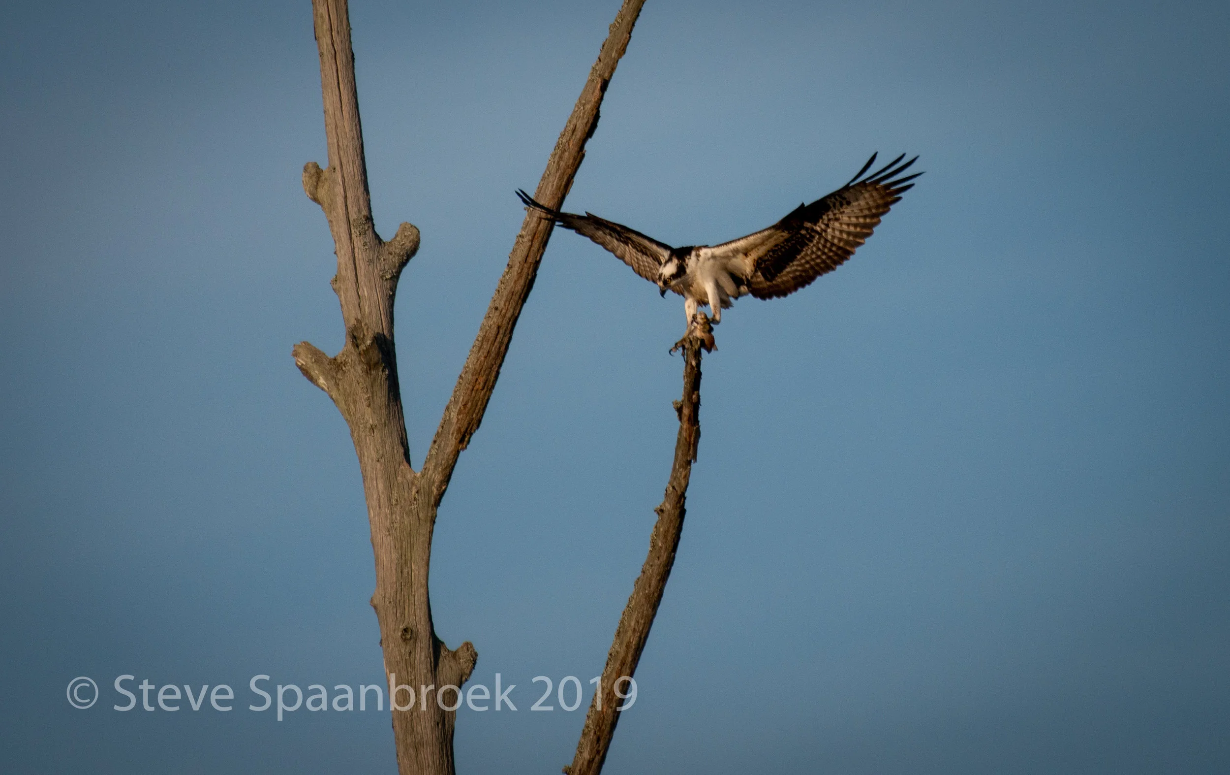 Osprey2-1.jpg