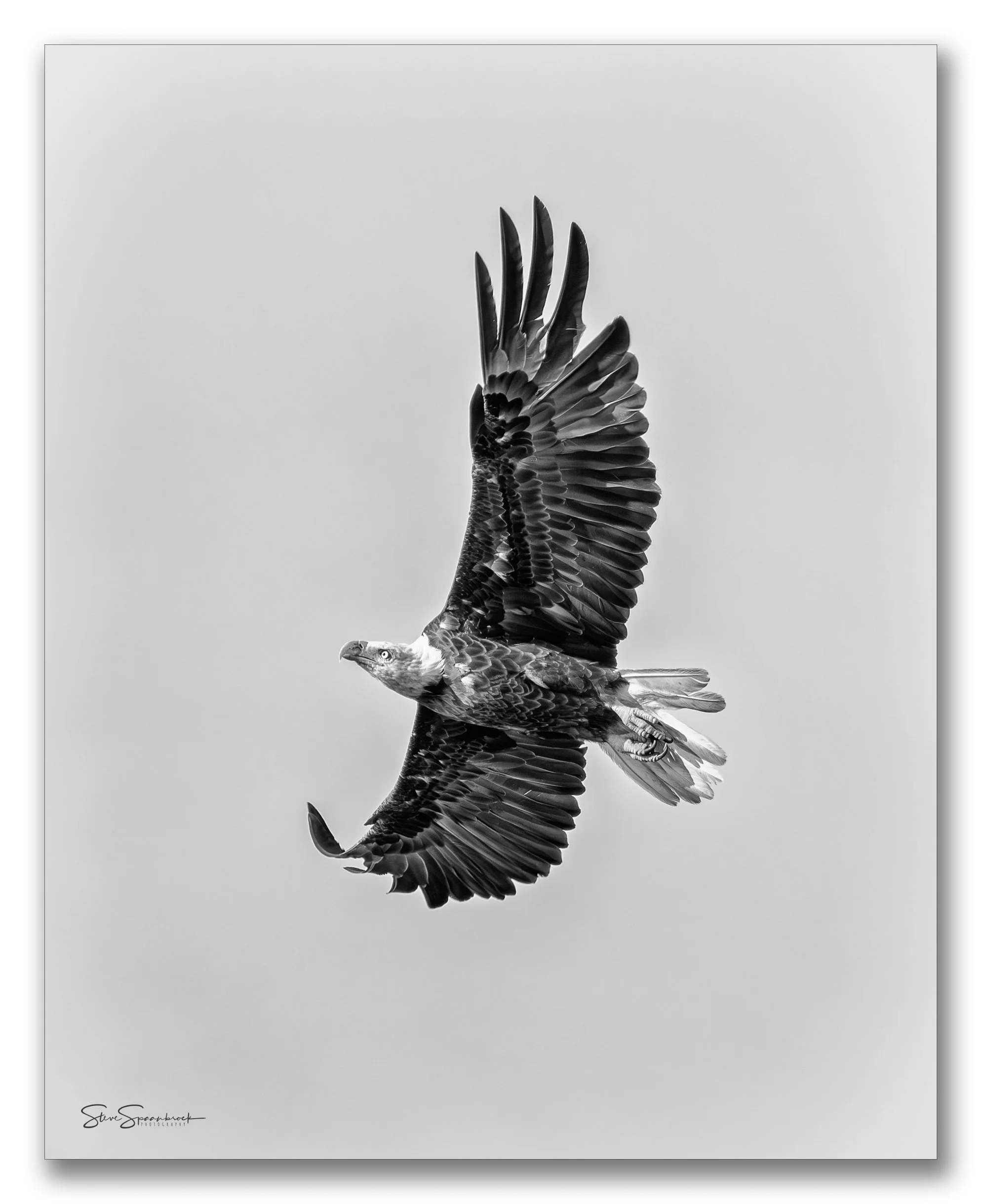 Eagle Left Bank - POTW (1 of 1).jpg