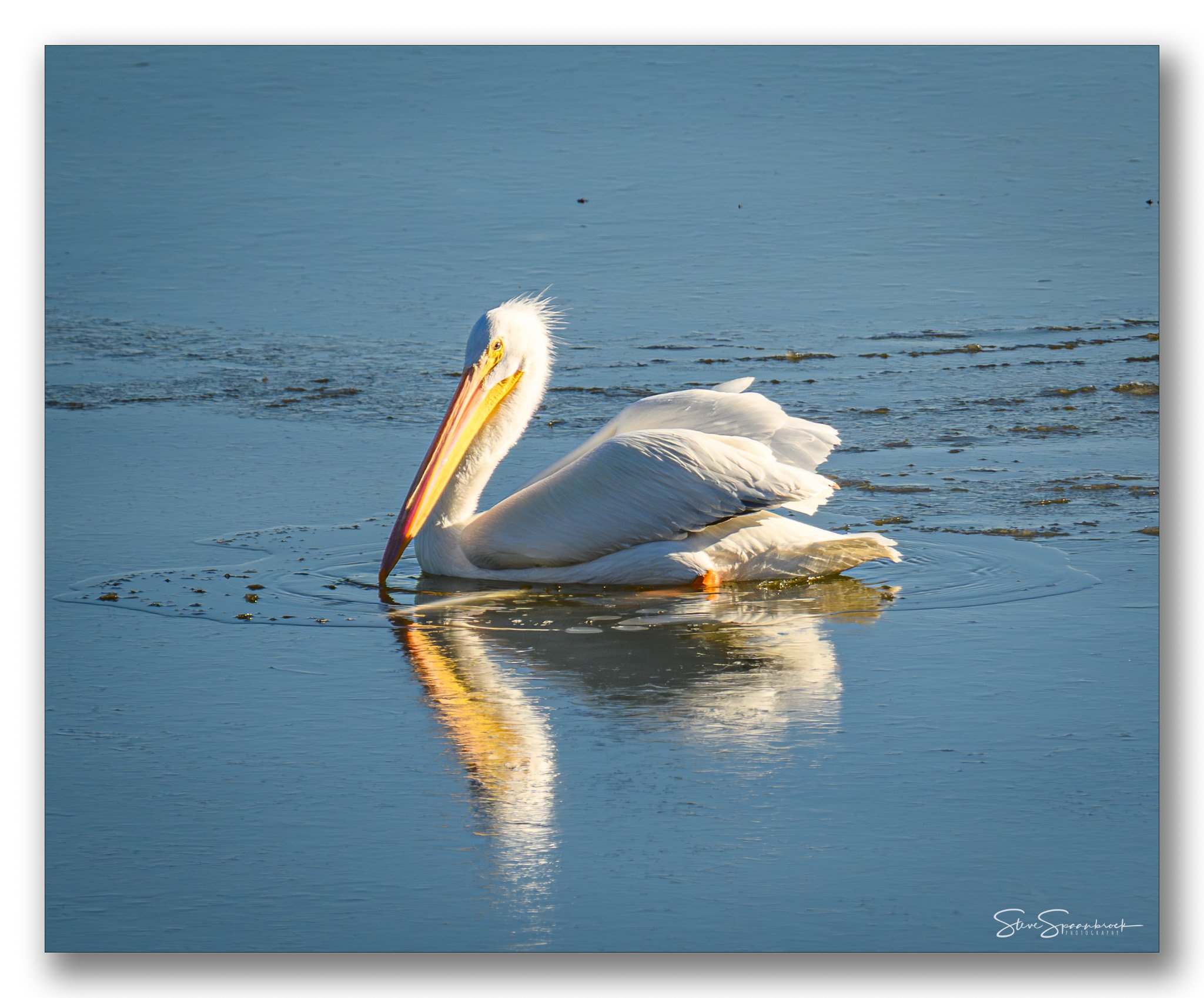 White_Pelican_Iced_in_Trout (1 of 1).jpg