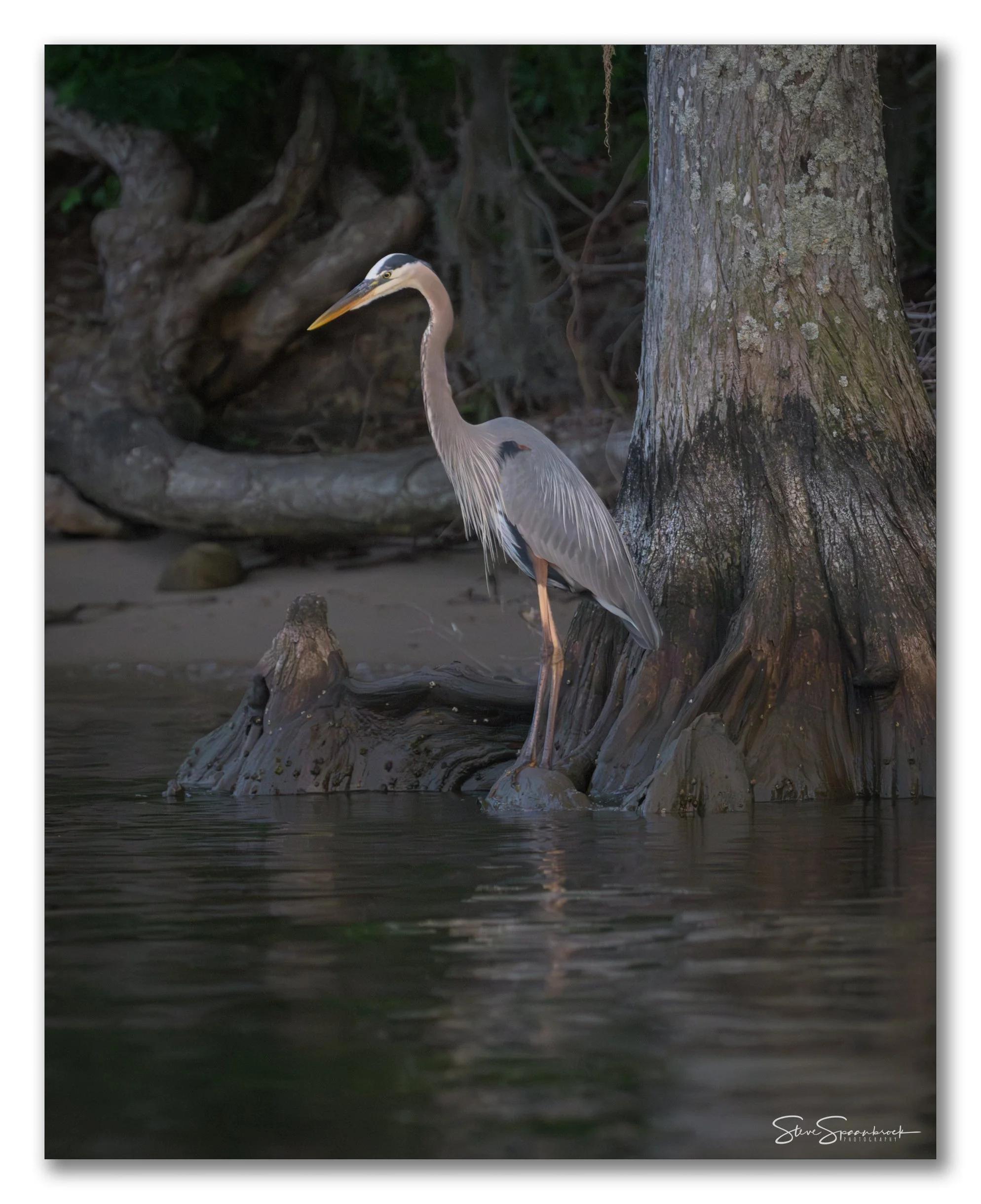 Heron_Last_Light_POTW (1 of 1).jpg