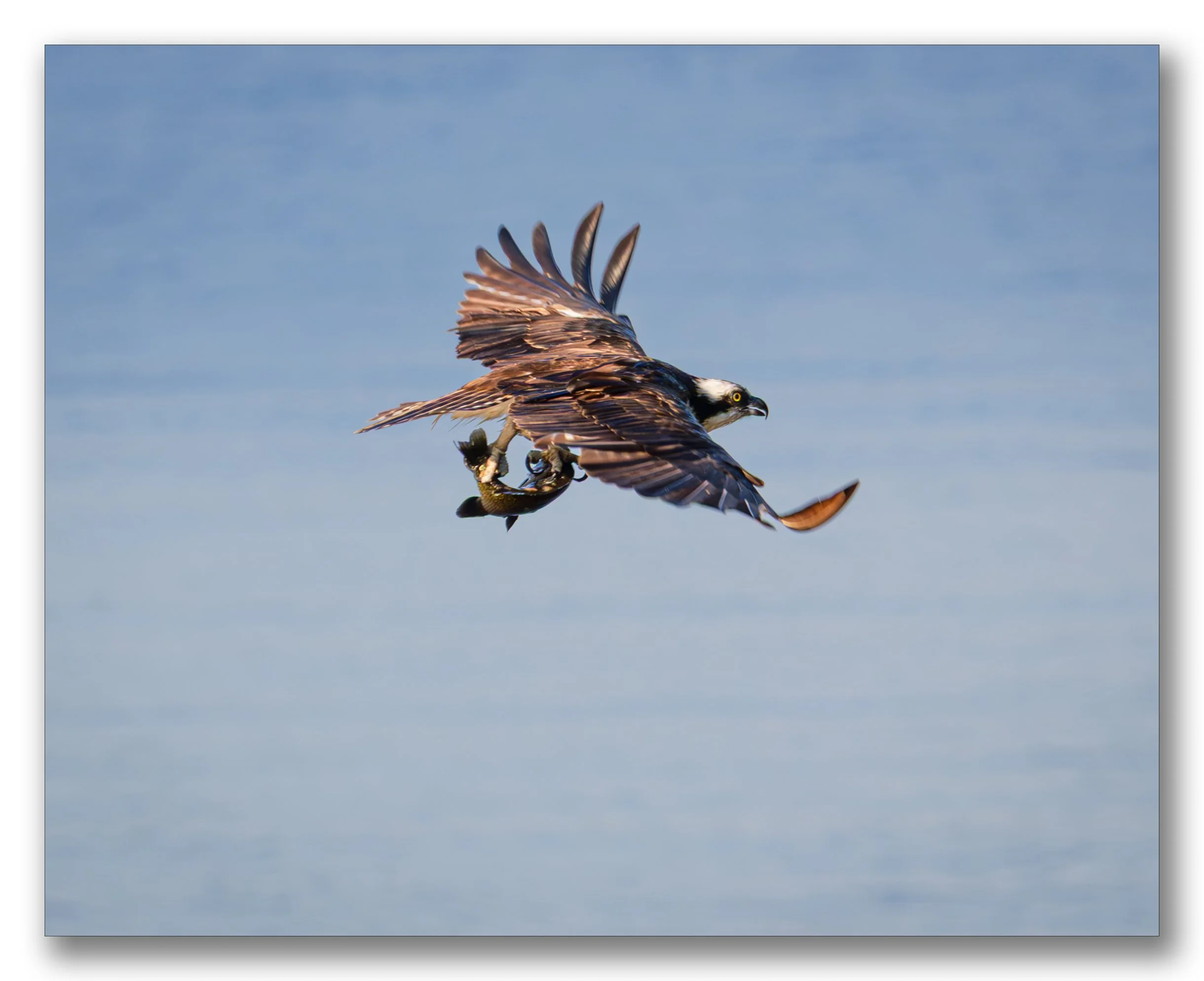 Osprey with Catch (1 of 1).jpg