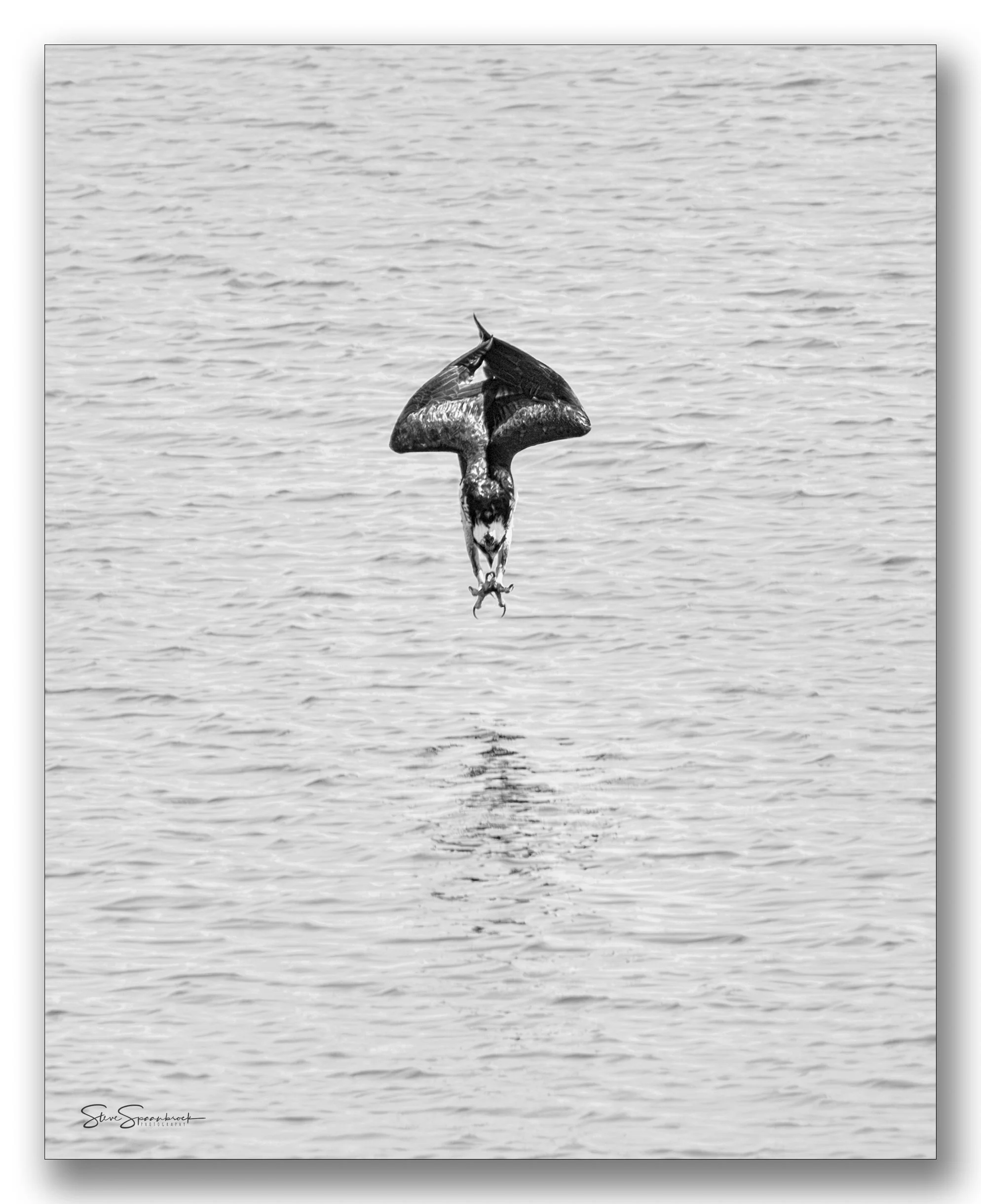 Osprey_Dive_POTW (1 of 1).jpg