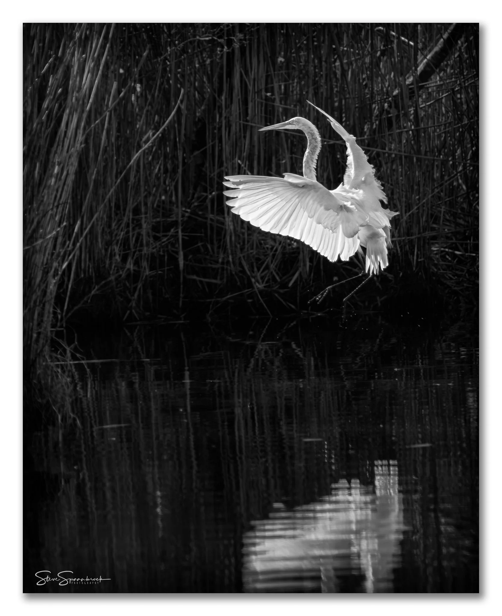 Egret_Landing_POTW (1 of 1).jpg