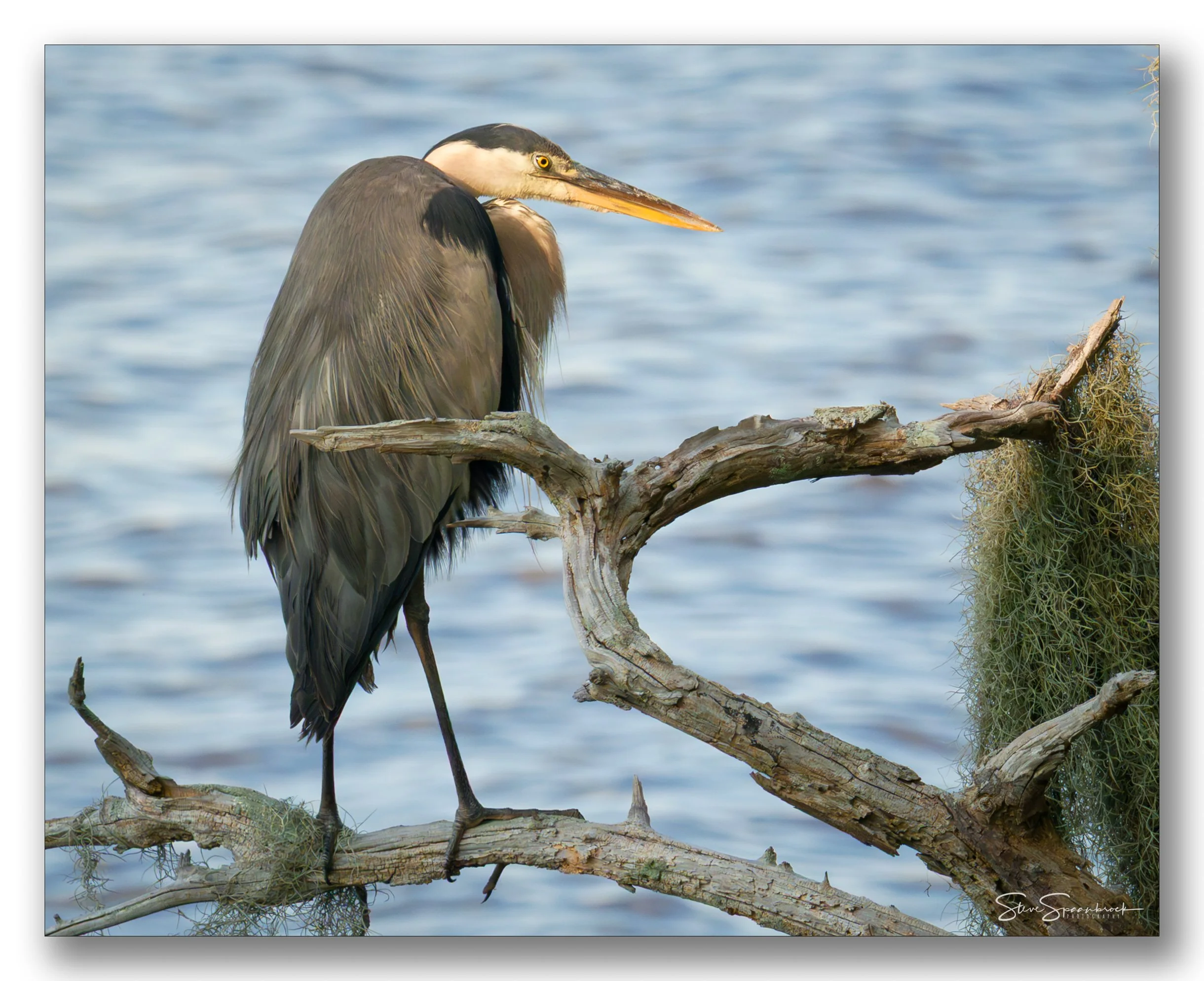 Heron_Golden_Hour_POTW (1 of 1).jpg