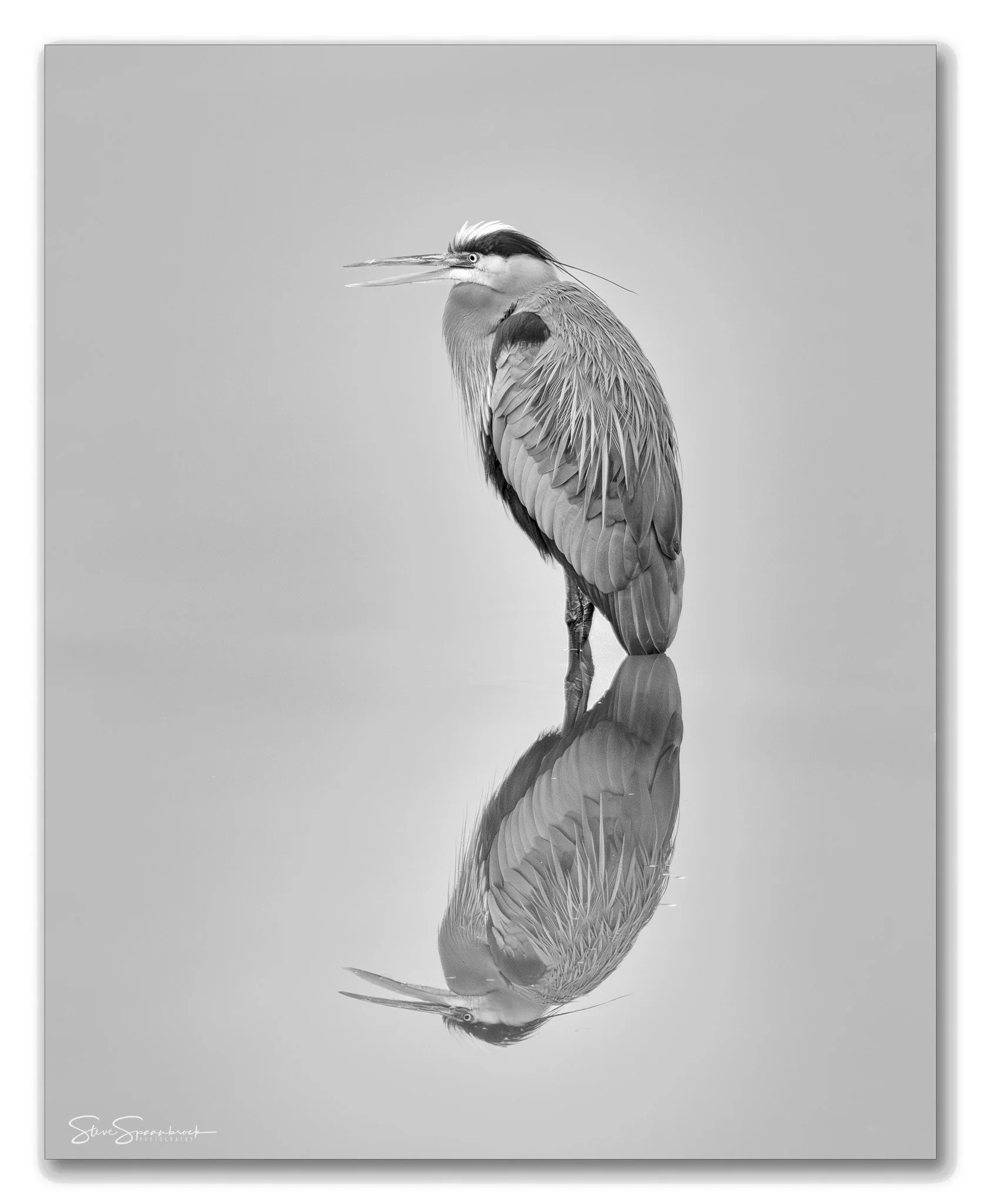 Cold_Heron_POTW (1 of 1).jpg