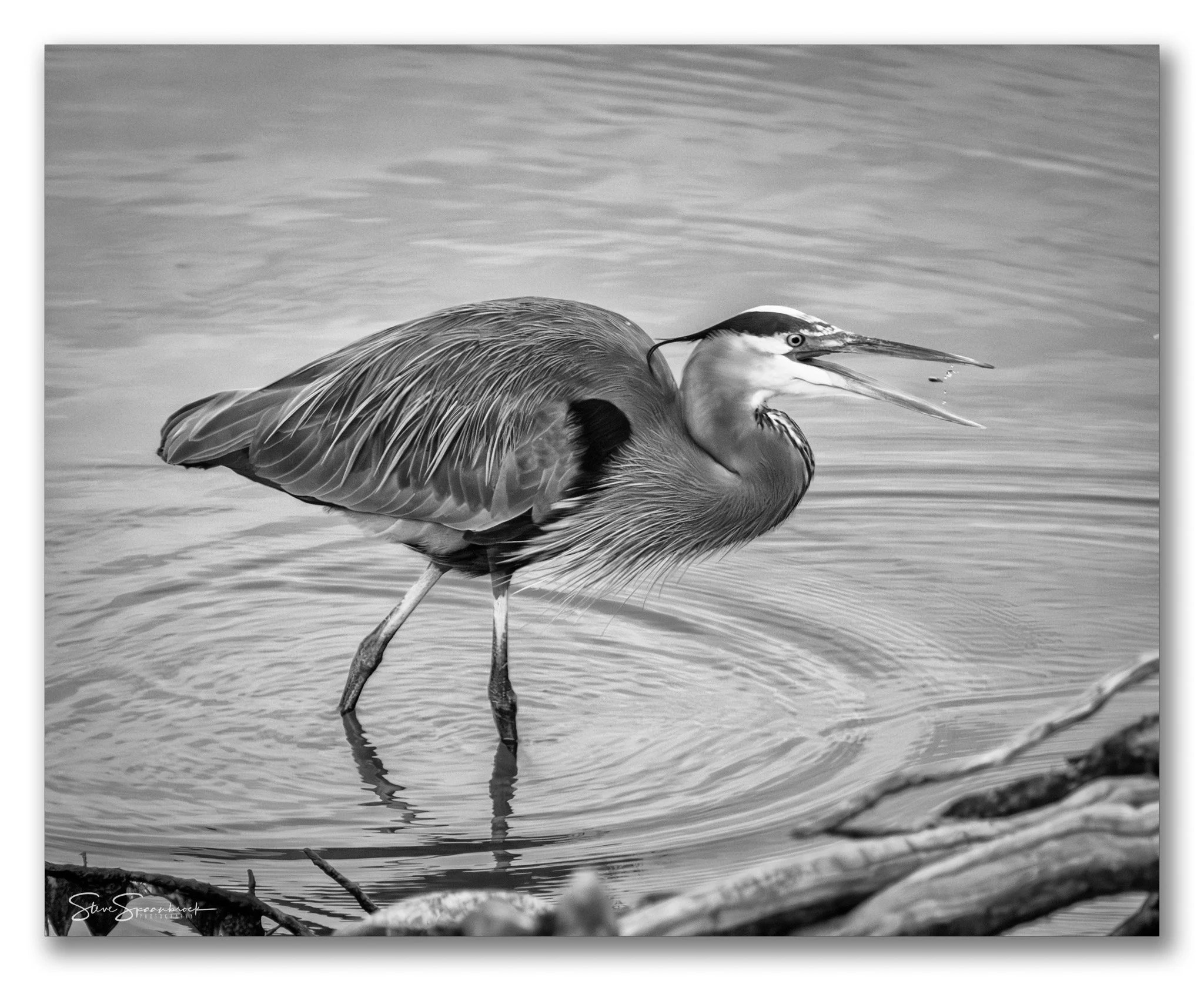 Great Blue Heron Grabs a Snack, December 29