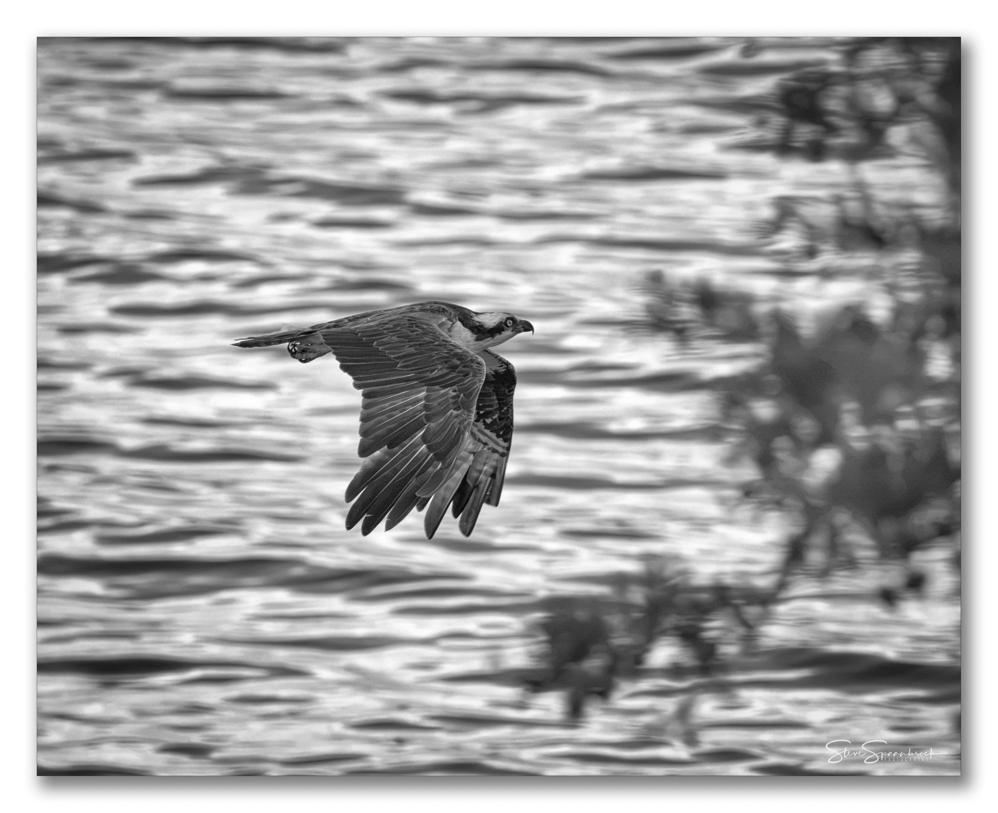 Osprey at Dusk - POTW (1 of 1).jpg