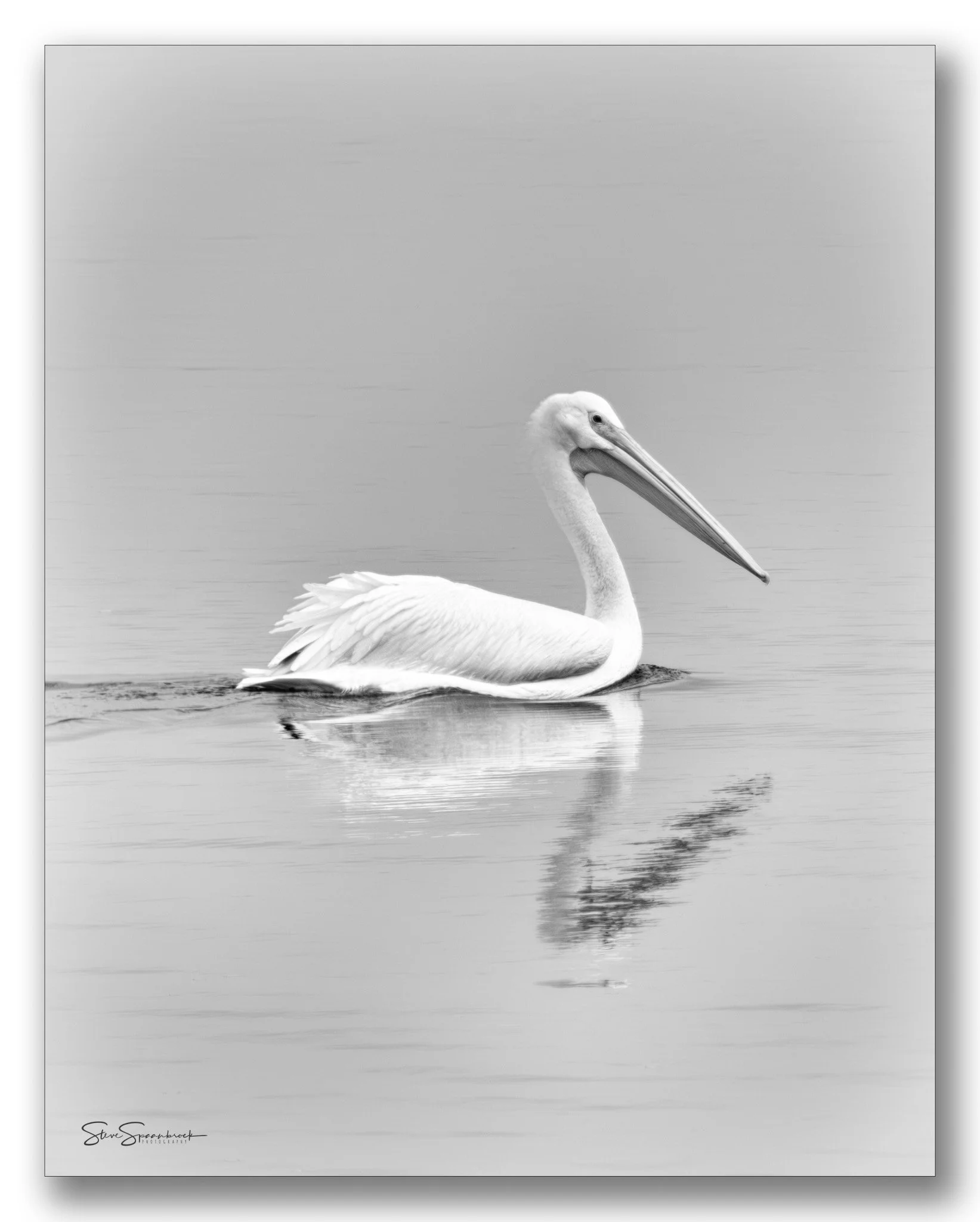 White Pelican, December 15