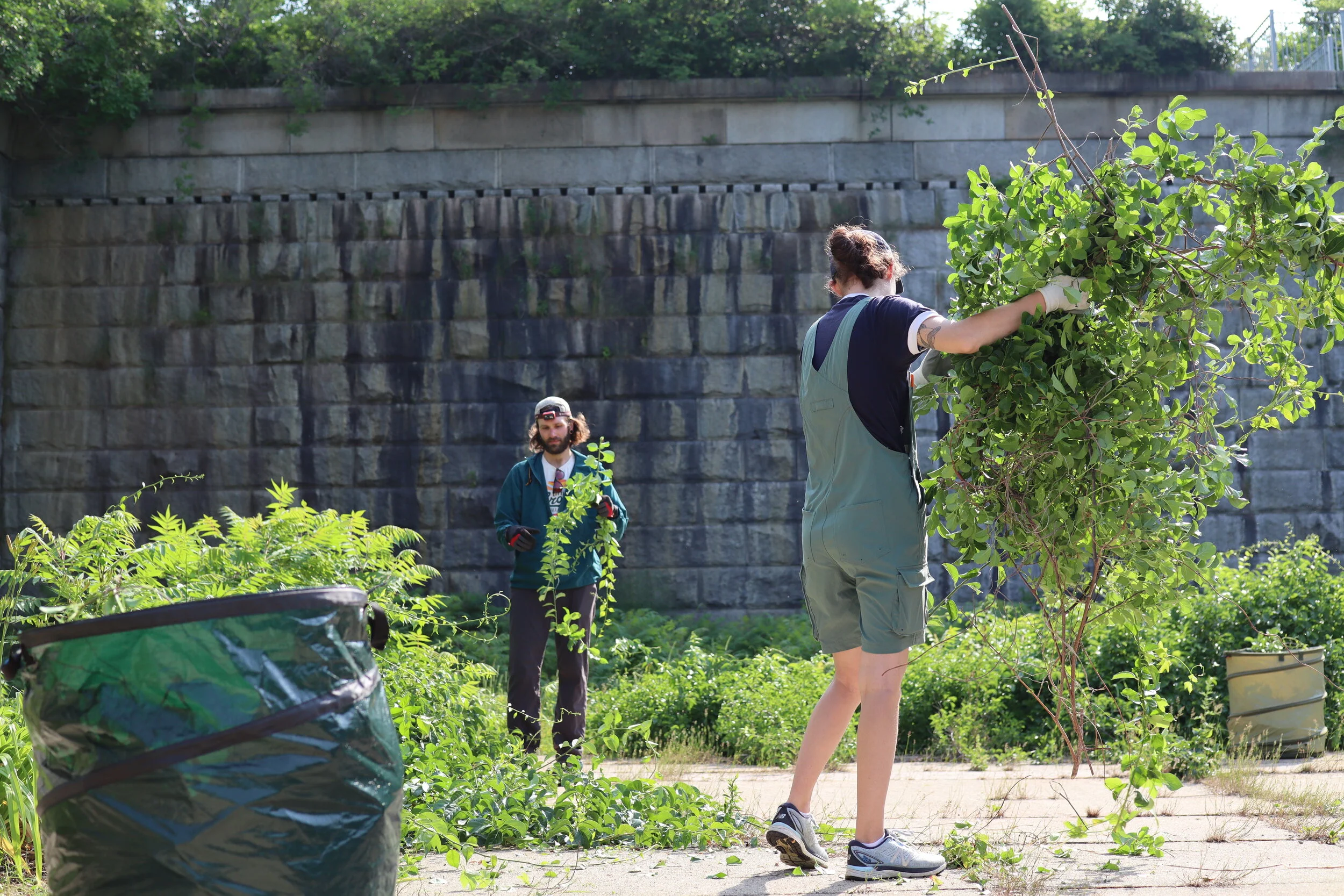  Filling industrial compost bags with invasive plants at Fort Gorges (June 2021) 