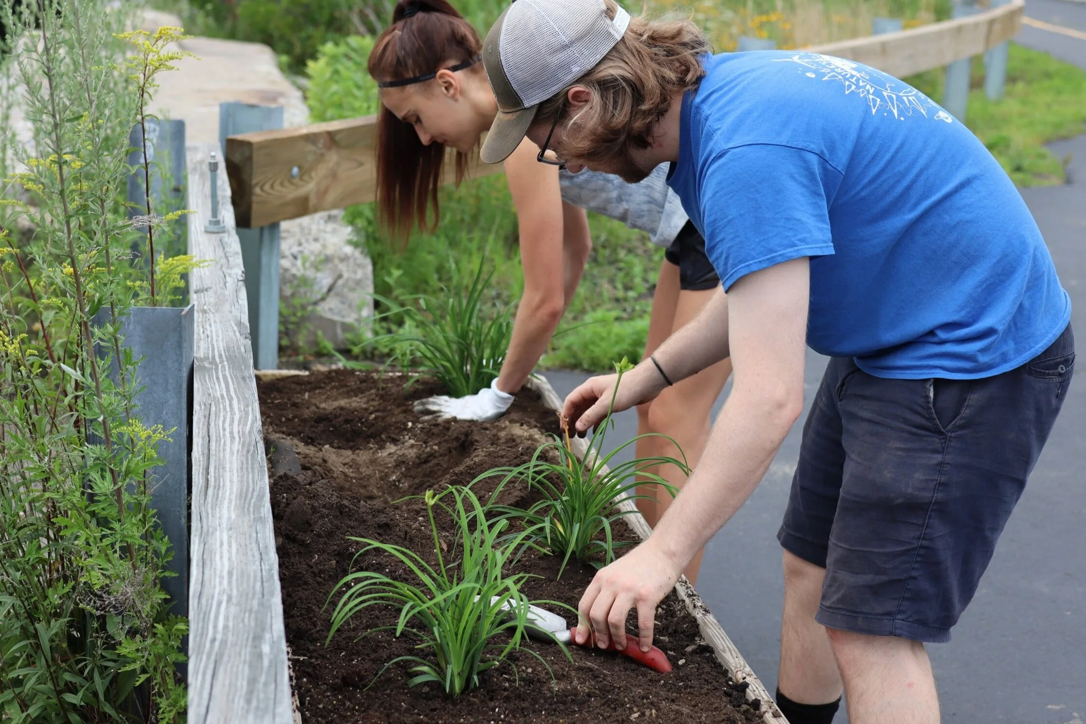  Planting daylilies at Amethyst Park (July 2021) 