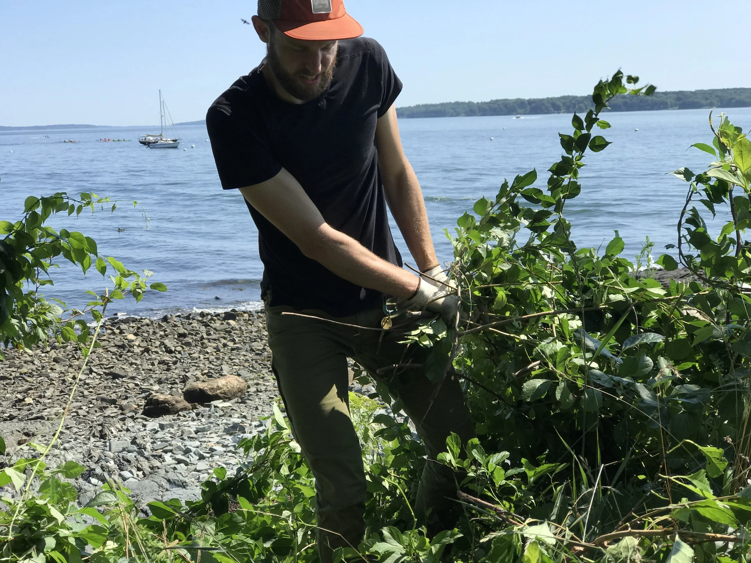  Pulling swallowwort from the Eastern Prom (July 2021) 