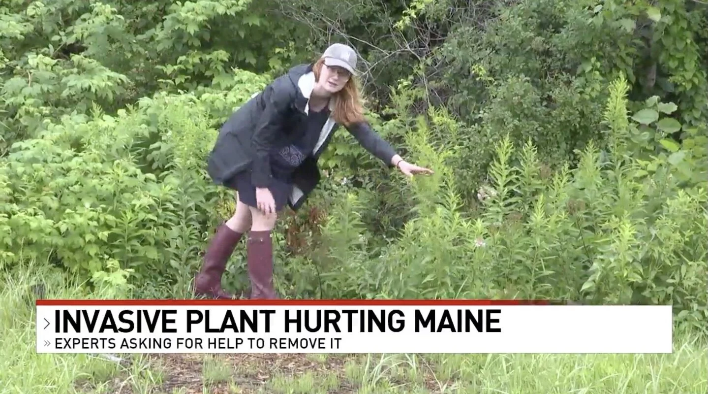 WGME&nbsp;–&nbsp;Portland conservationists ask for public's help removing invasive species