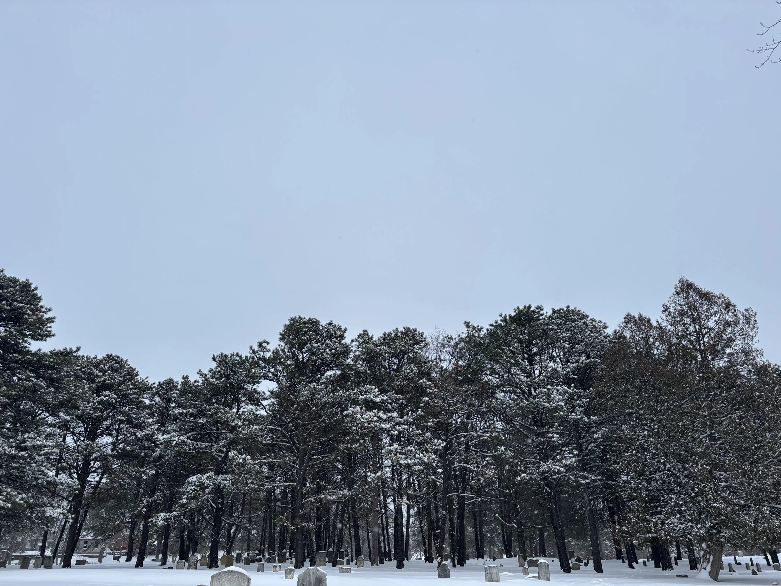 Introducing Portland's Living Landmarks: A Citywide Celebration of Remarkable Trees 