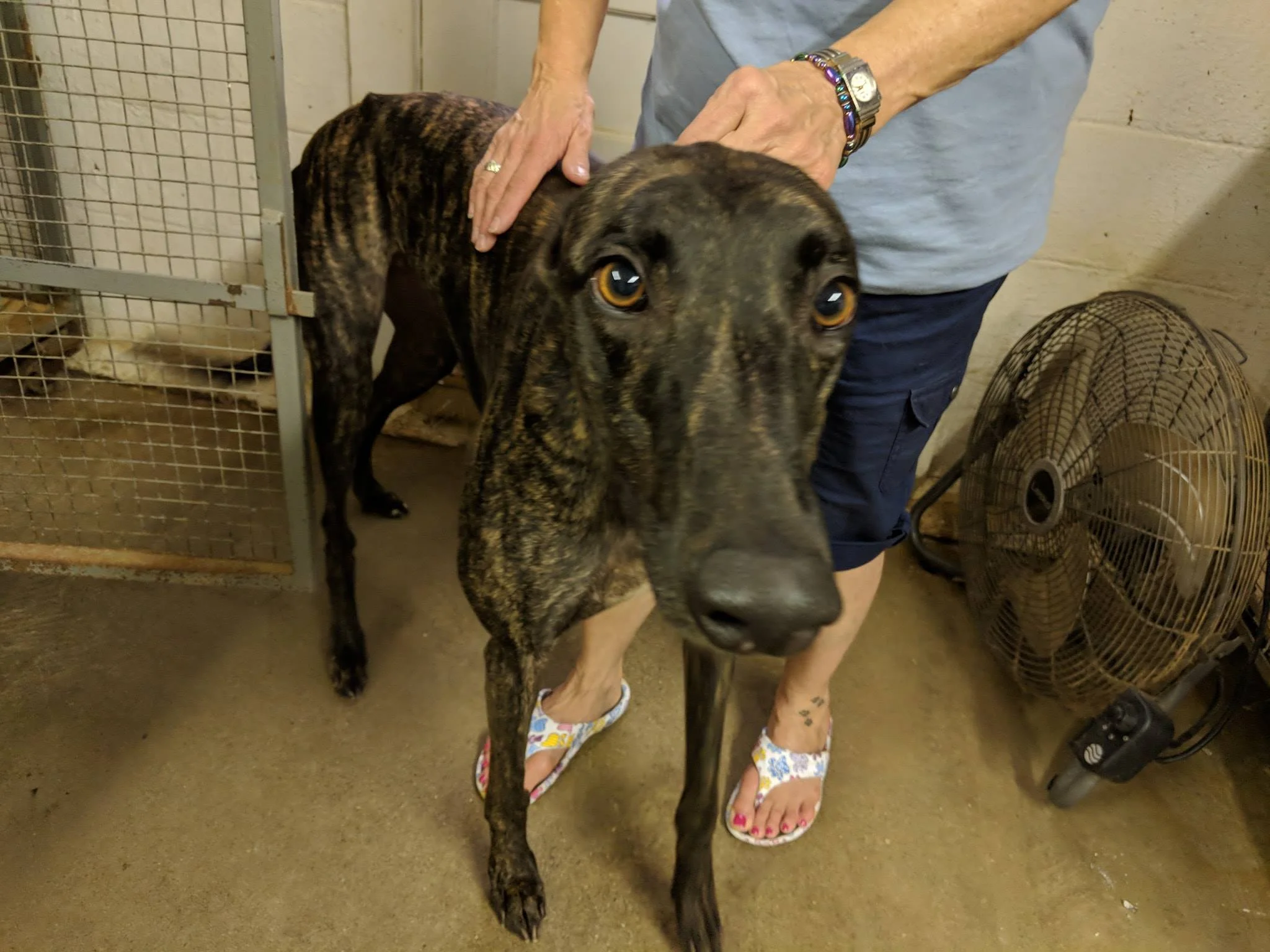 Basil (Mac’s Excalibur) being picked up from his kennel by the TGS team - the start of his journey to Raleigh!