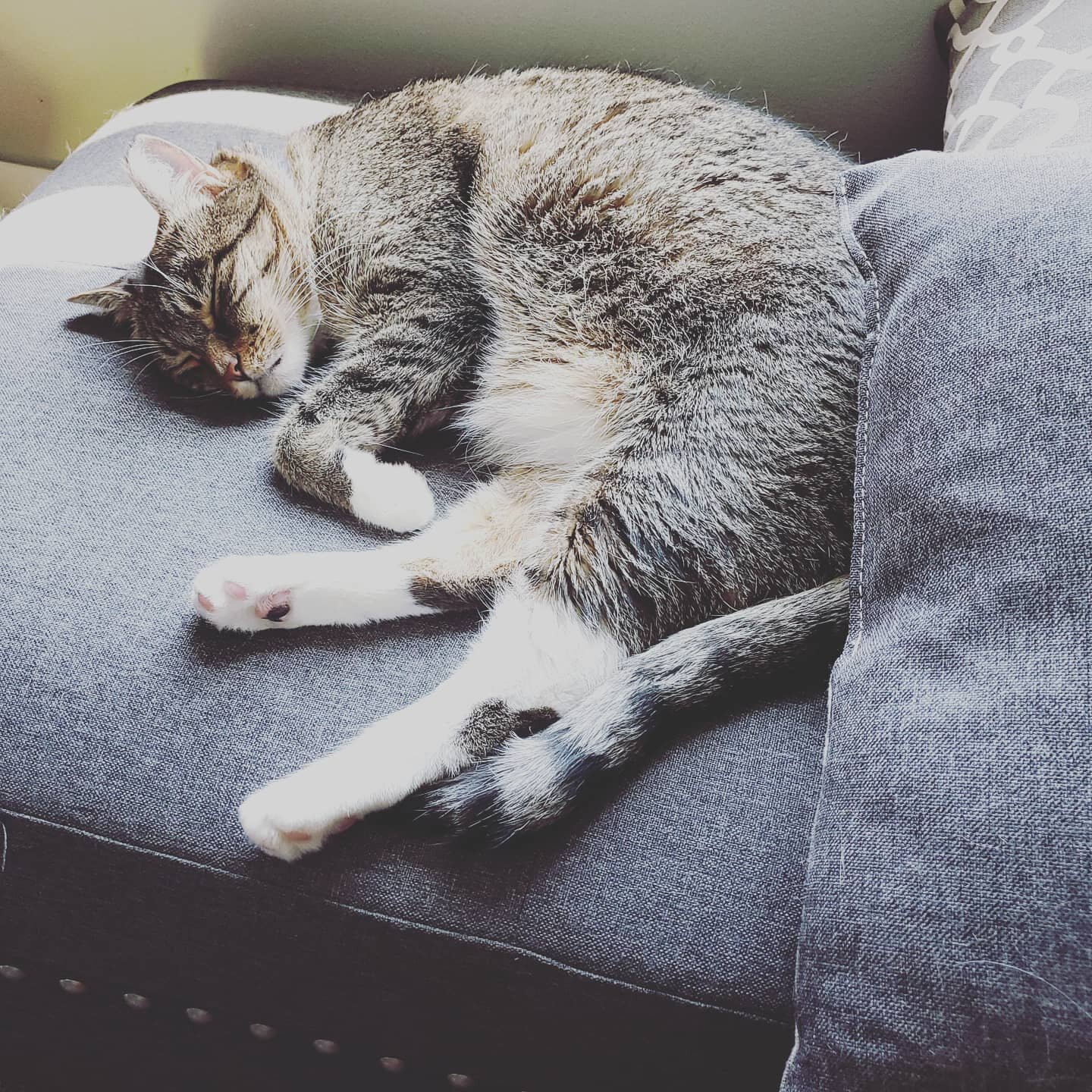My co-worker is soooo lazy... All he does is sleep or scream about how much he's hungry... #workfromhome #catdad #catnap #saltlake #saltlakecity #video #videoproduction #lazy #tgif