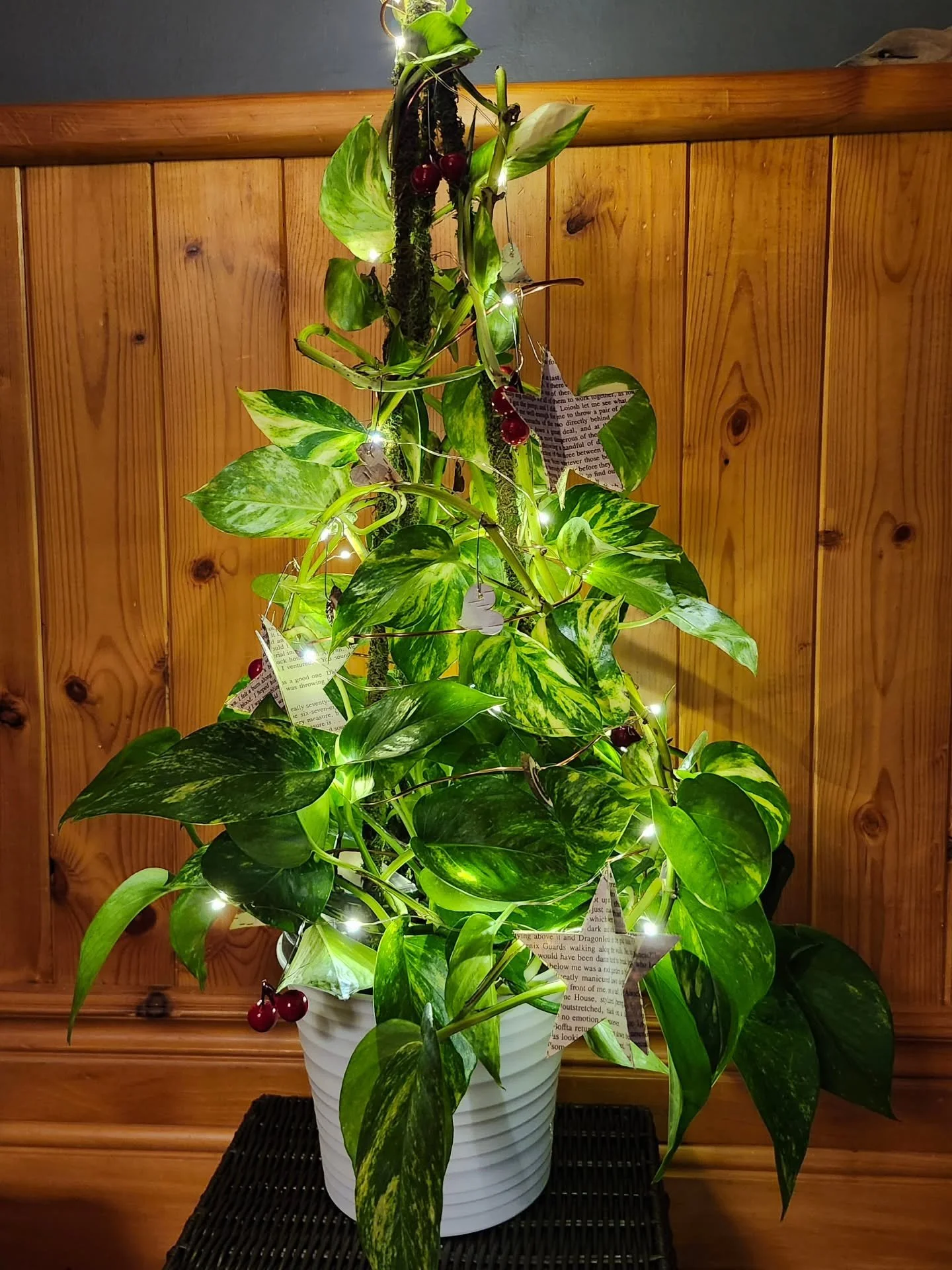 Didn't take many photos last night at the @wbnptbo Gala in support of the @ywca.peterborough.haliburton  because I was so immersed in the beauty and wonder of the evening!!

I made and donated a pothos "tree" as part of the raffle prizes, a