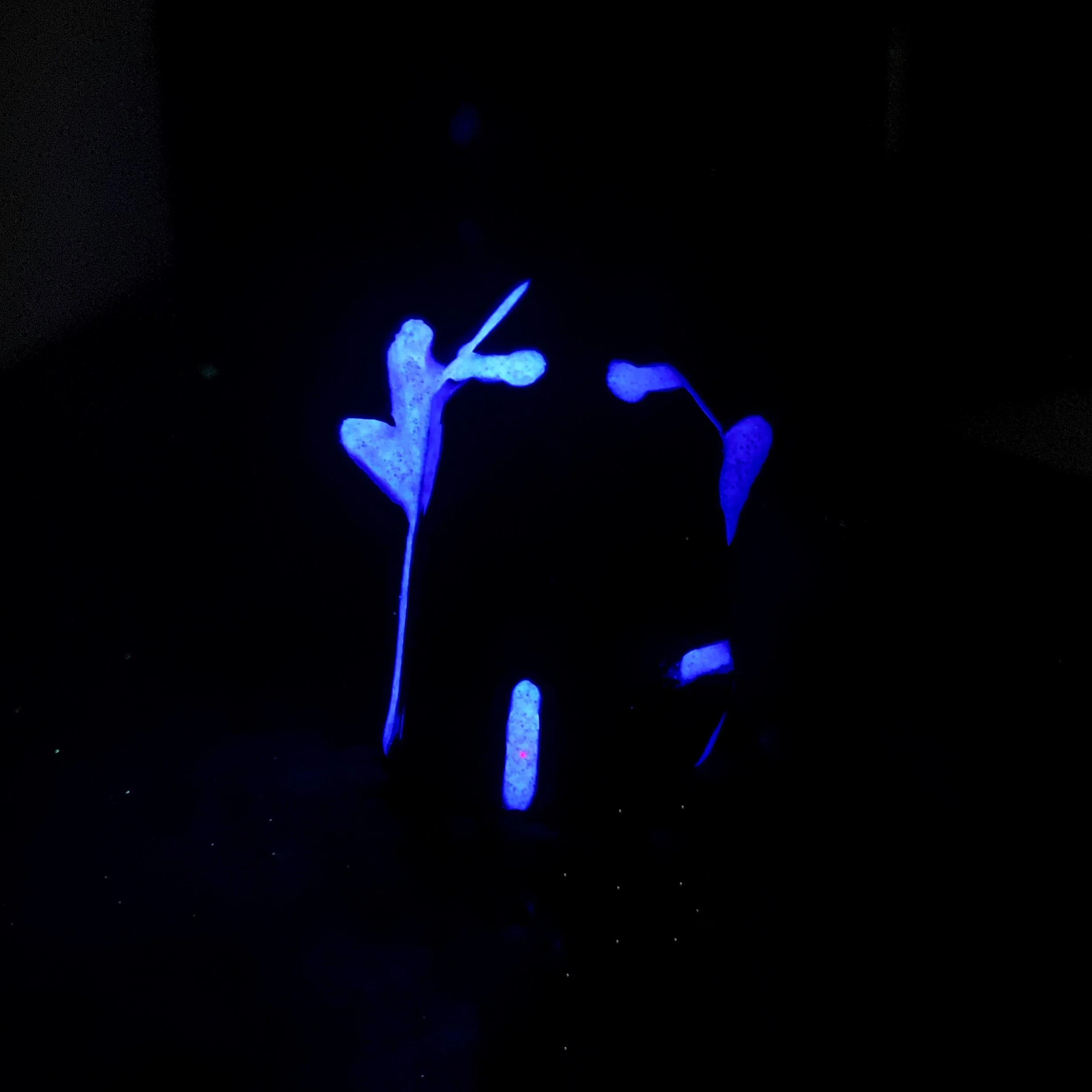 plant_guardian_spirit_0.jpg