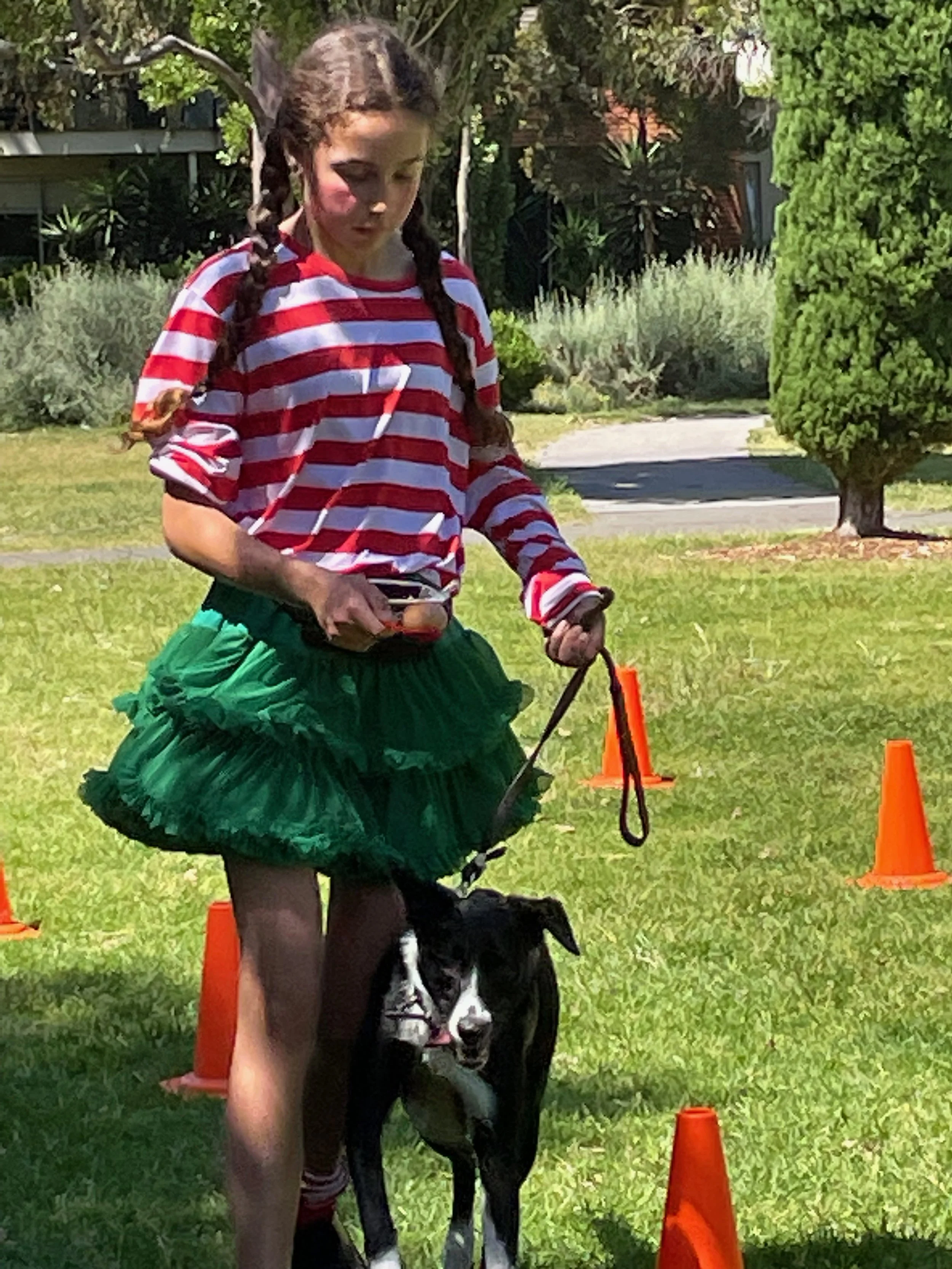 Photos — Hobsons Bay Obedience Dog Club