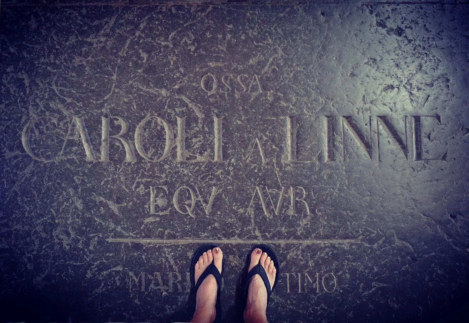 Beginning at his grave in Uppsala Cathedral, Aitken travelled the paths of eighteenth-century Swedish naturalist, Carl Linnaeus to explore early Enlightenment thinking about plants and their relationship to people.