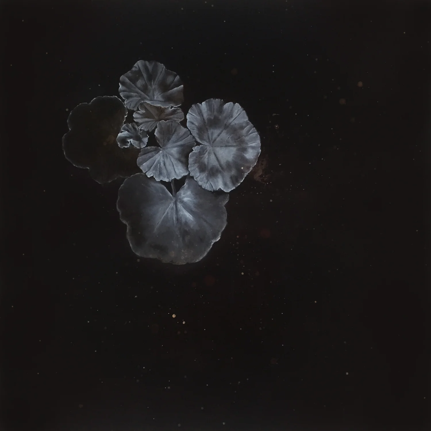 aitken_pelargonium-phase_2016.jpg