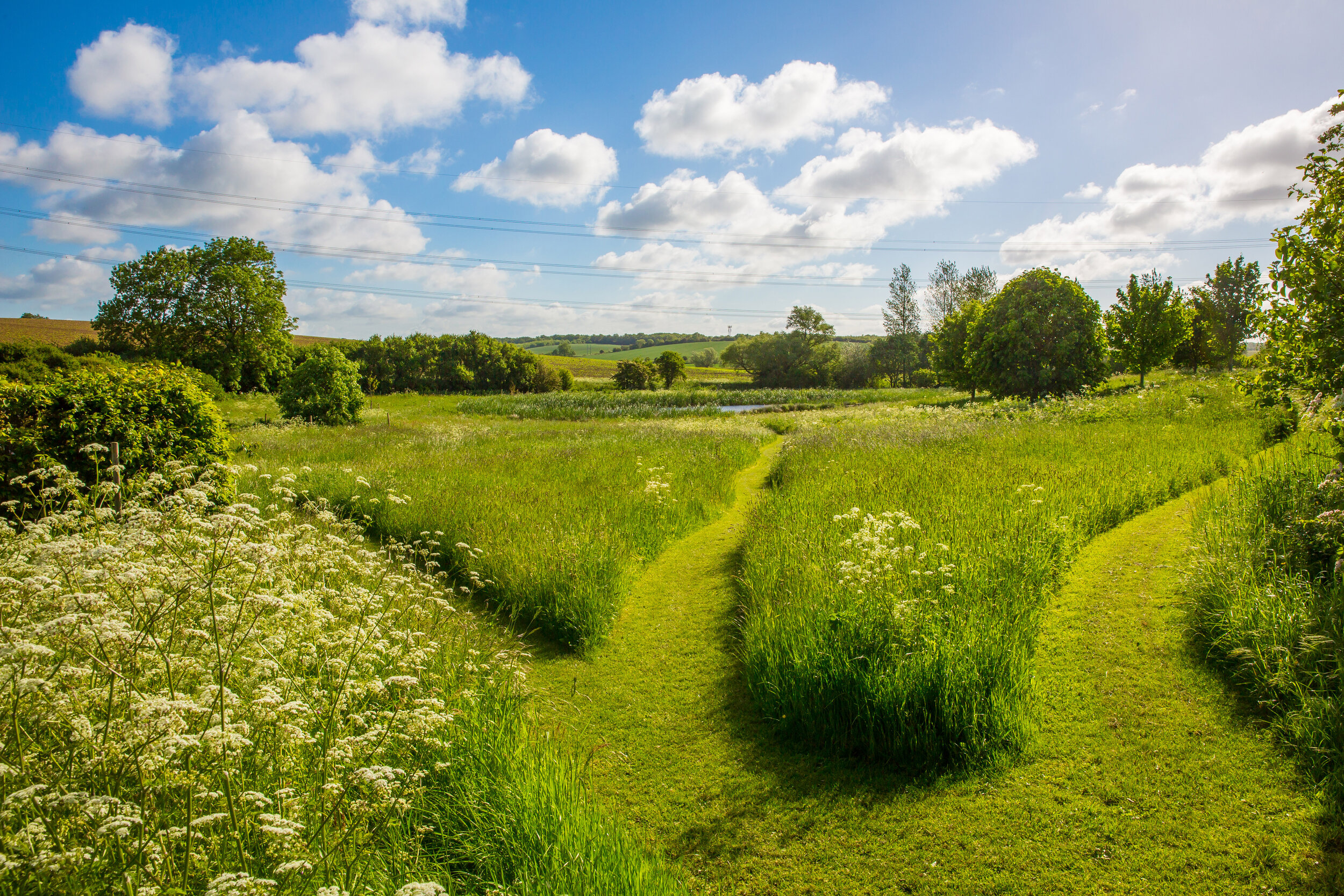 meadow with paths.jpg