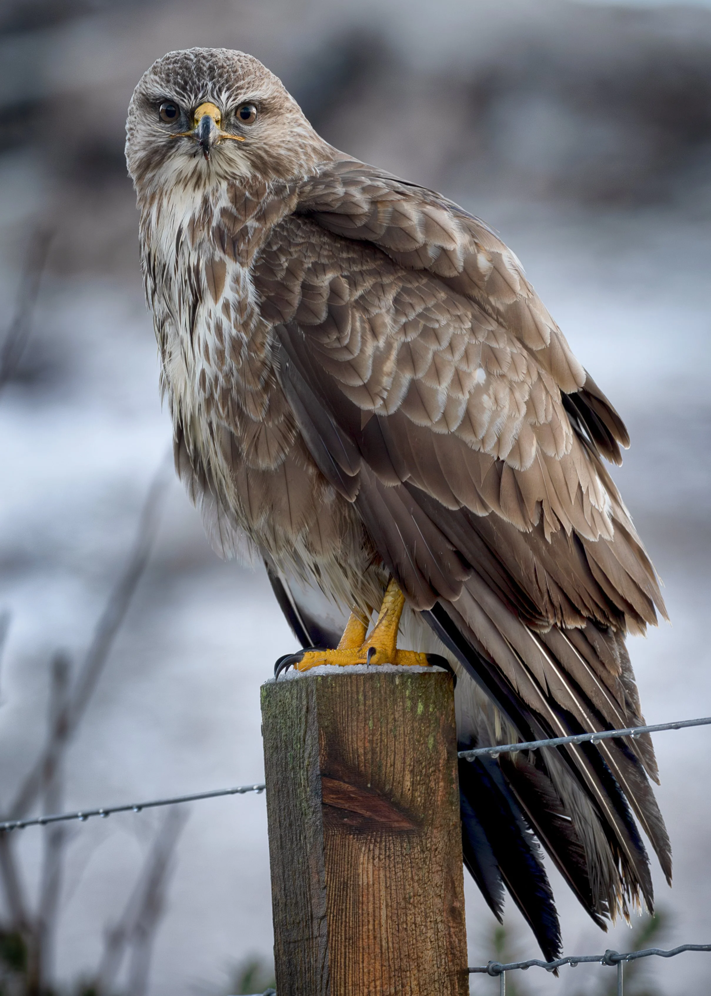 Isle of Skye stunning Buzzard