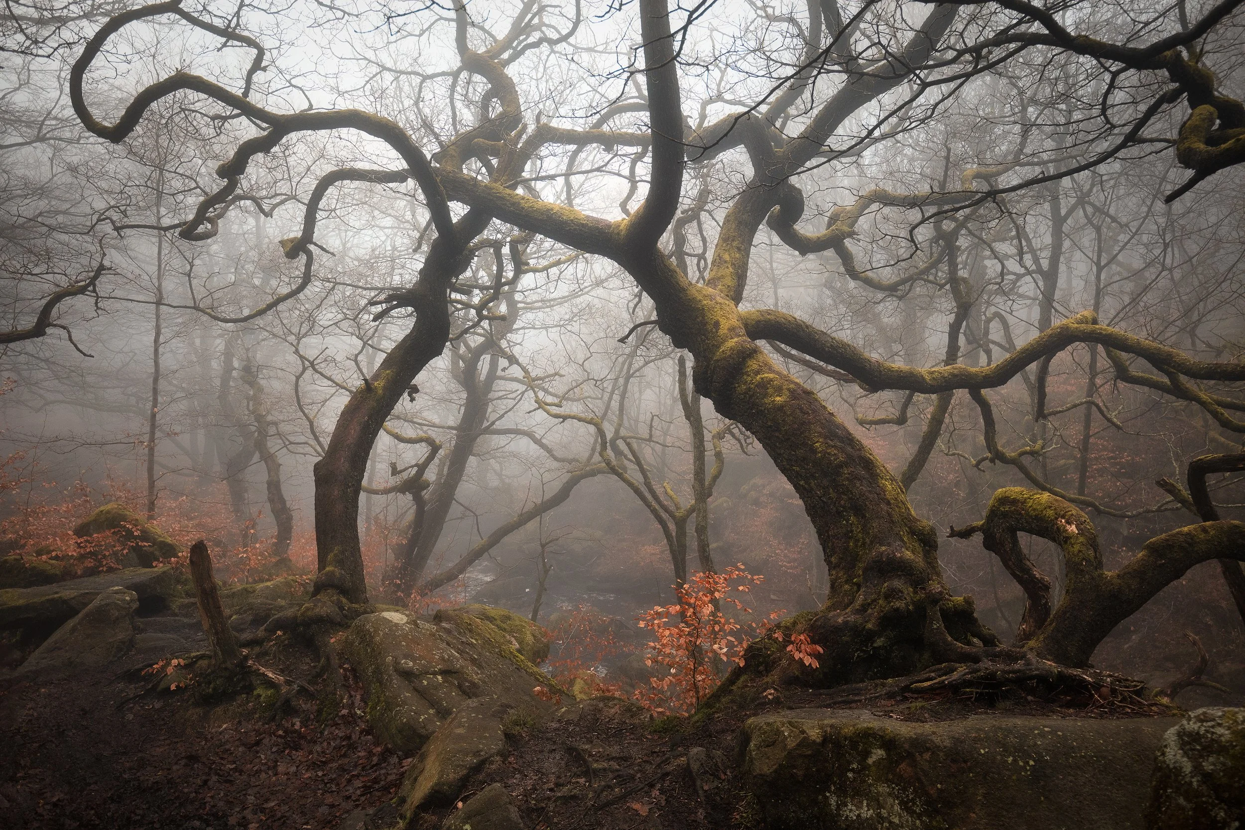 A foggy forest scene with twisted, moss-covered trees and fallen leaves on the ground.