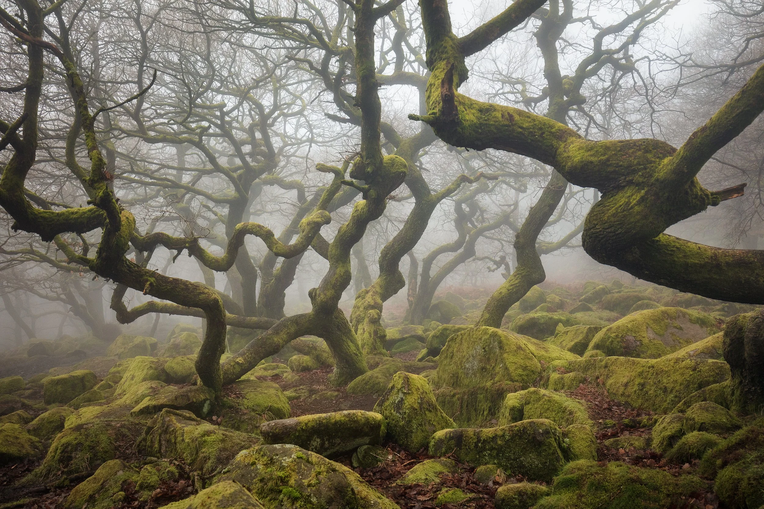 Moss-covered twisted trees in a foggy forest with moss-covered rocks on the ground.