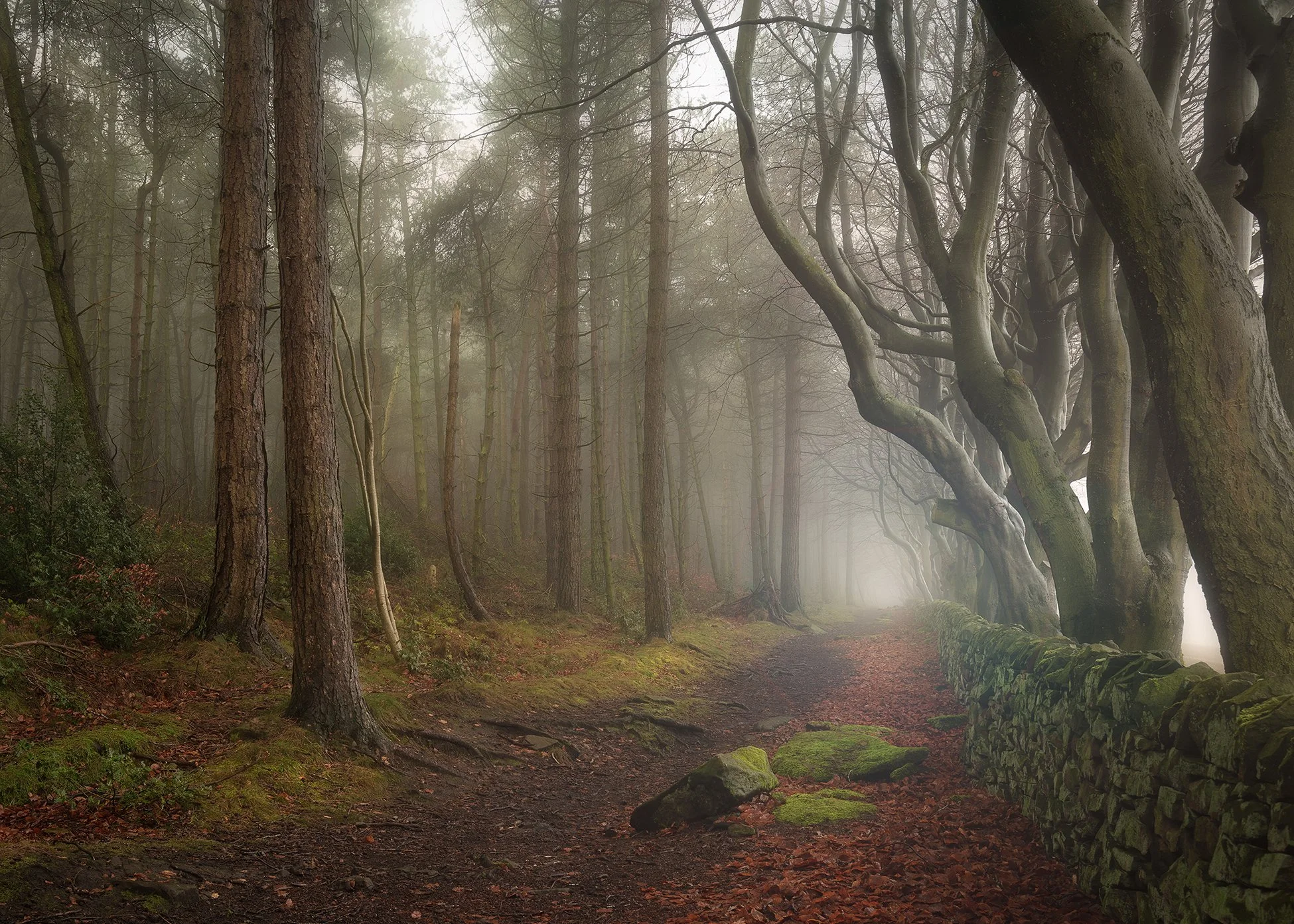 A foggy forest trail with tall trees on both sides and moss-covered rocks along the path.